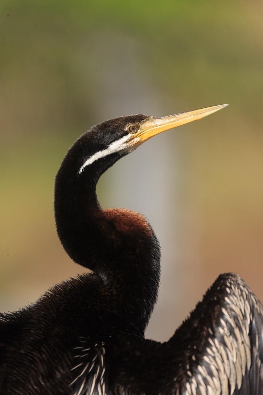 Portrait of the Darter showing mostly neck, shoulders and head. He is a dark brown colour with a yellow pointy beak, white stripe from the beak under the eye. He has a rufous patch on the front of his neck where it curves, and the part of the wing that is visible has some light brown feathers. 