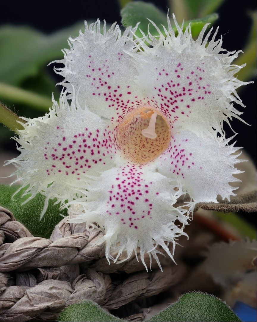 A single white flower with mauve dots along each petal. The edge of the flower is cut so that there are dozens of finger-like protrusions reaching out. It looks a bit like a sea anemone waving its tentacles in the passing current. There are leaves in the background, and the plant sits in a wicker basket, the rim of which we can see just below and behind the flower.