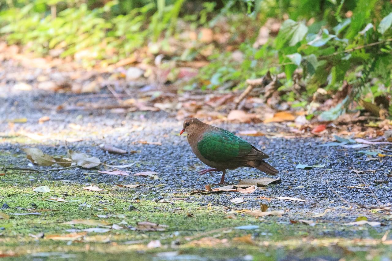 A small brown dove with emerald coloured wings walking on a bitumen driveway. 