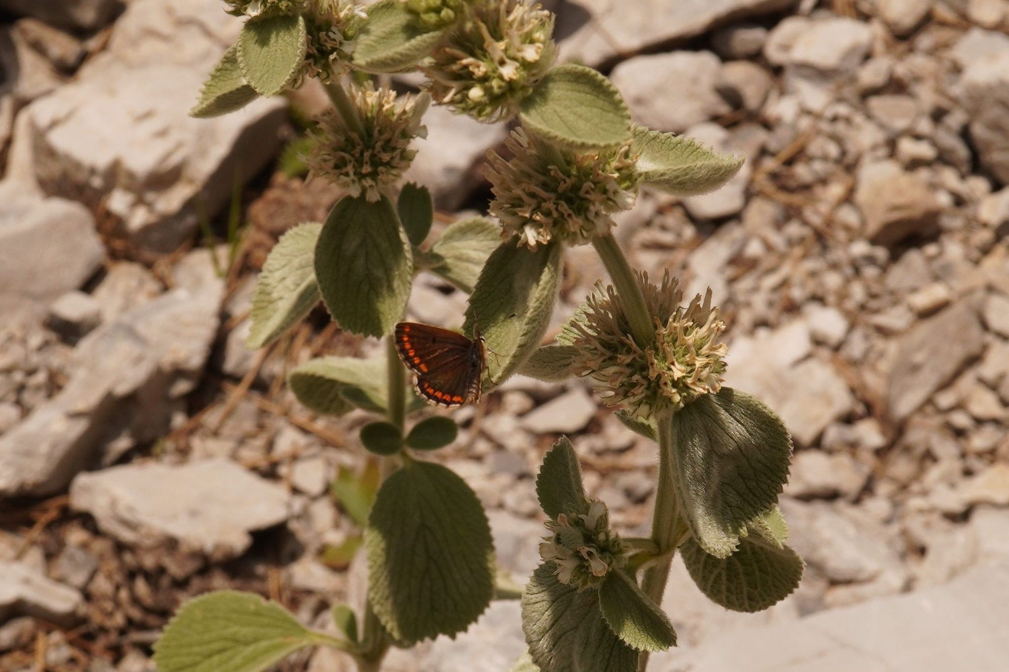 Another butterfly, this one mostly black with orange spots on the edges of its wings. Brown argus, says people on iNaturalist.