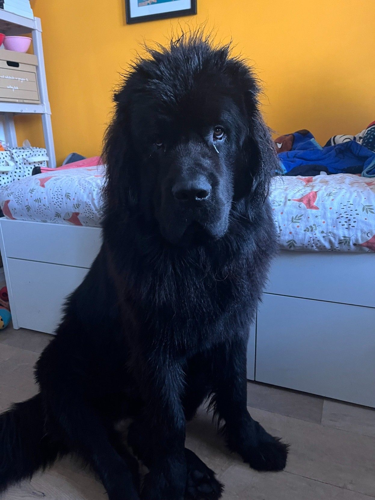 photo of Odin the black-haired nine-month-old newfie looking a bit damp 