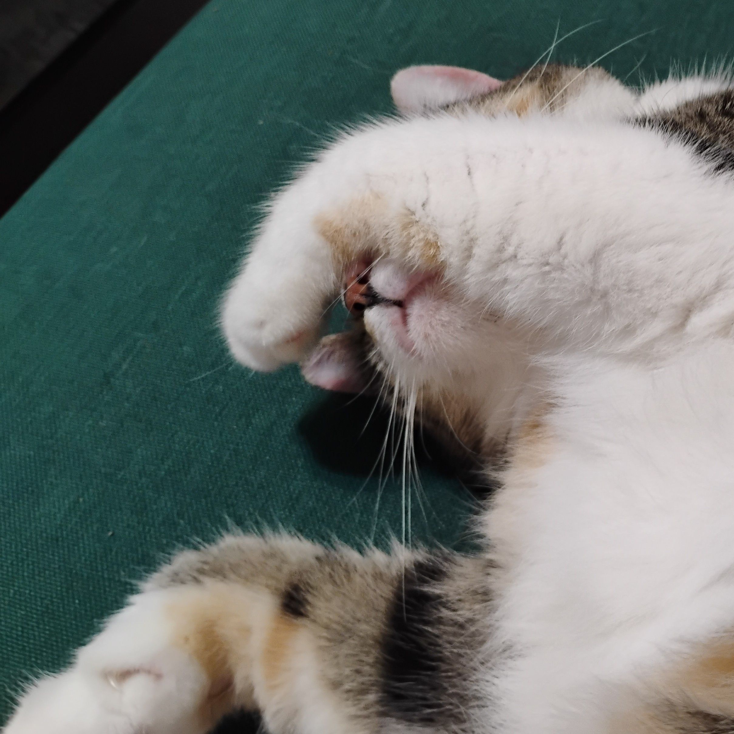 A fluffy calico cat named Opal Rose naps belly-up on the couch with her left forearm covering her eyes so that just her little pink muzzle peaks out underneath.