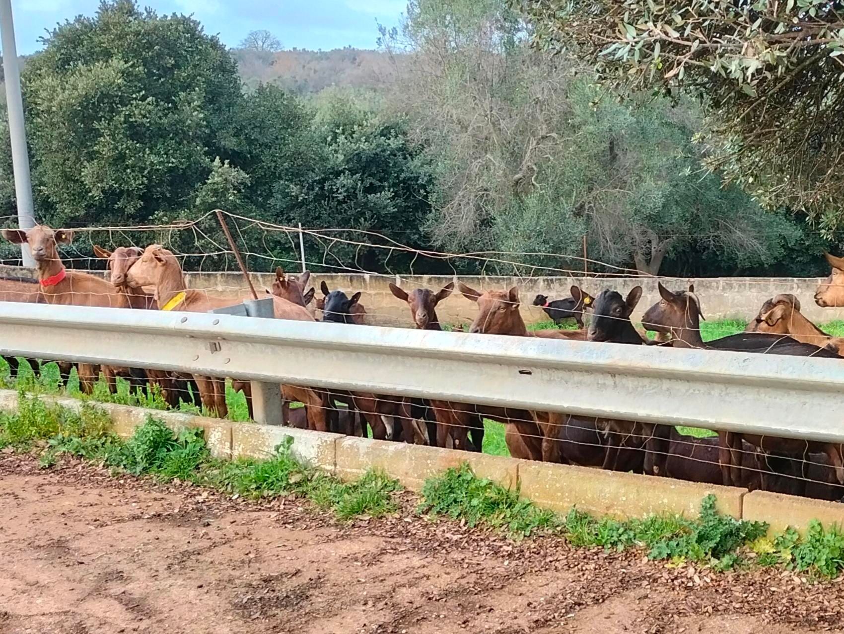 Alcune capre, una di fianco all'altra, al di là di un guard rail di una strada sopraelevata. 
Sullo sfondo alberi di ulivo  ed uno scorcio di cielo azzurro.