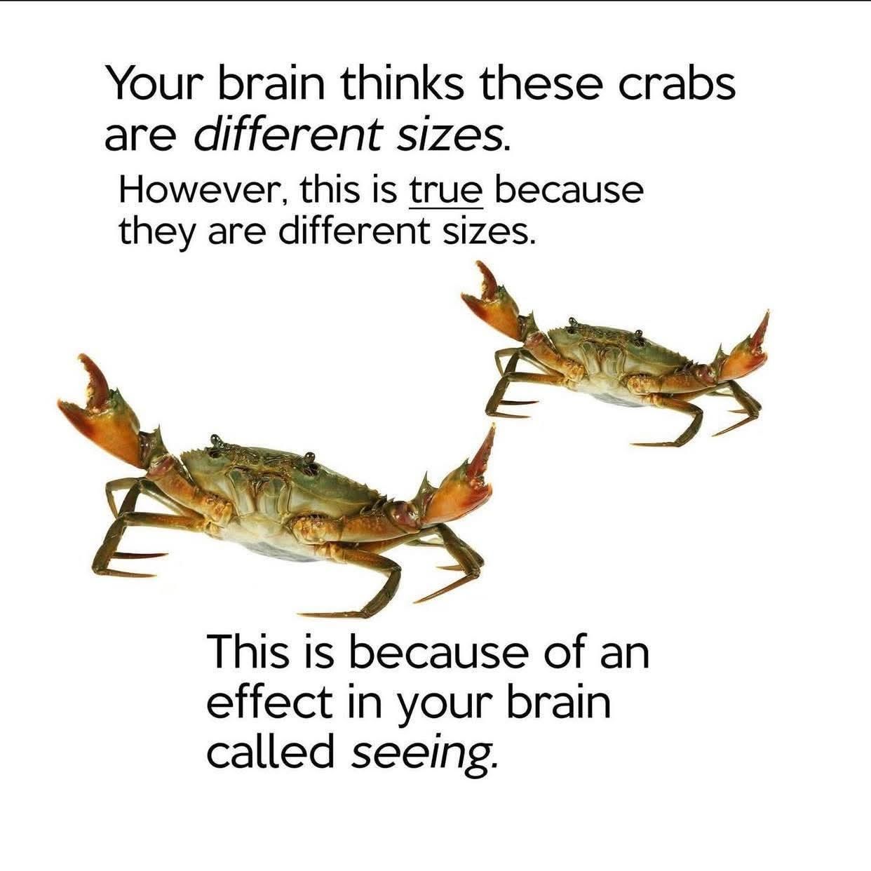 Two pictures of a crab, one larger than the other. Caption reads:

Your brain thinks these crabs are different sizes. However, this is true because they are different sizes. This is because of an effect in your brain called seeing.