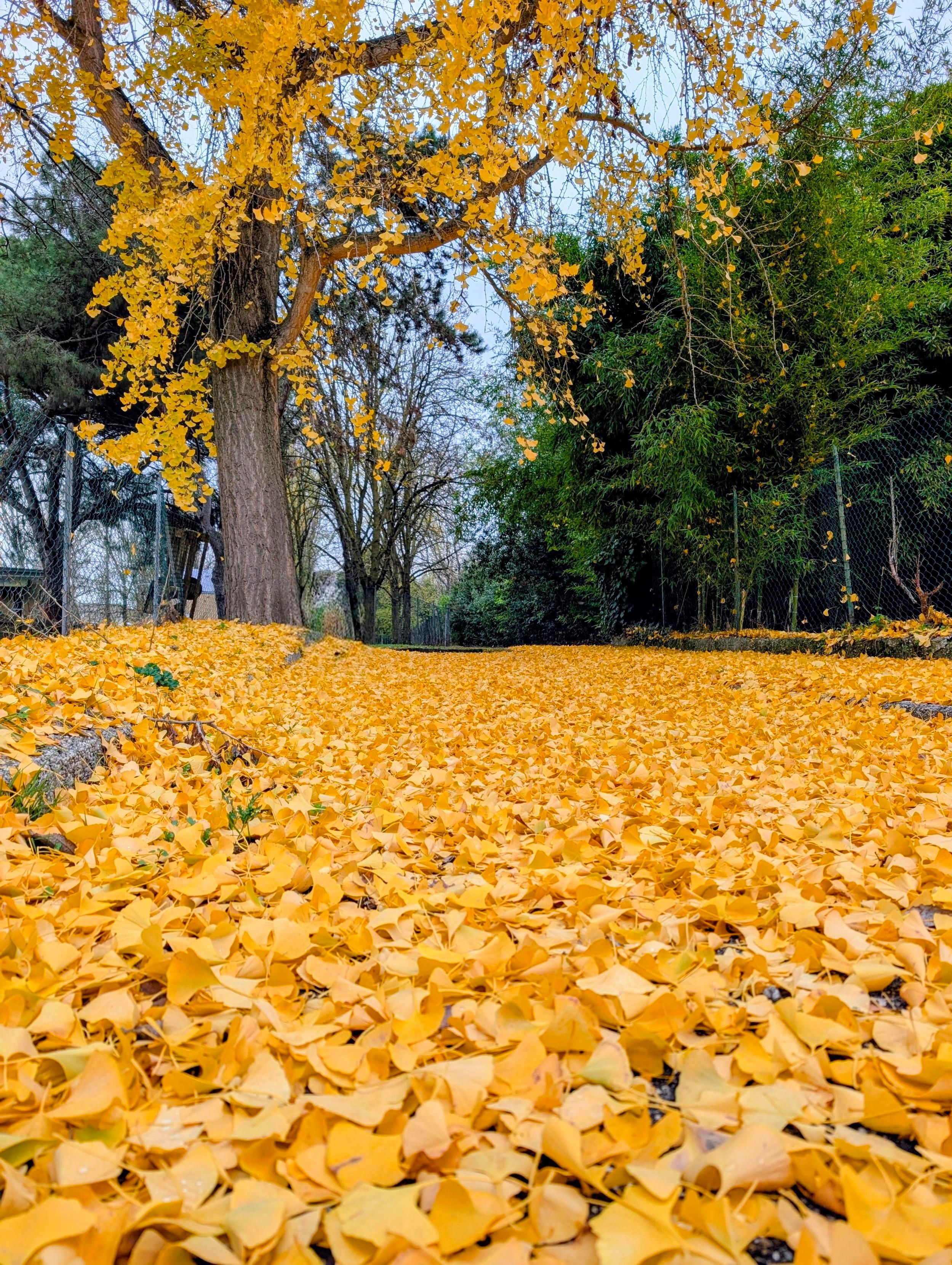 A walkway covered in a dense carpet of bright yellow leaves, with a large tree overhead whose branches are filled with the same vivid yellow foliage.