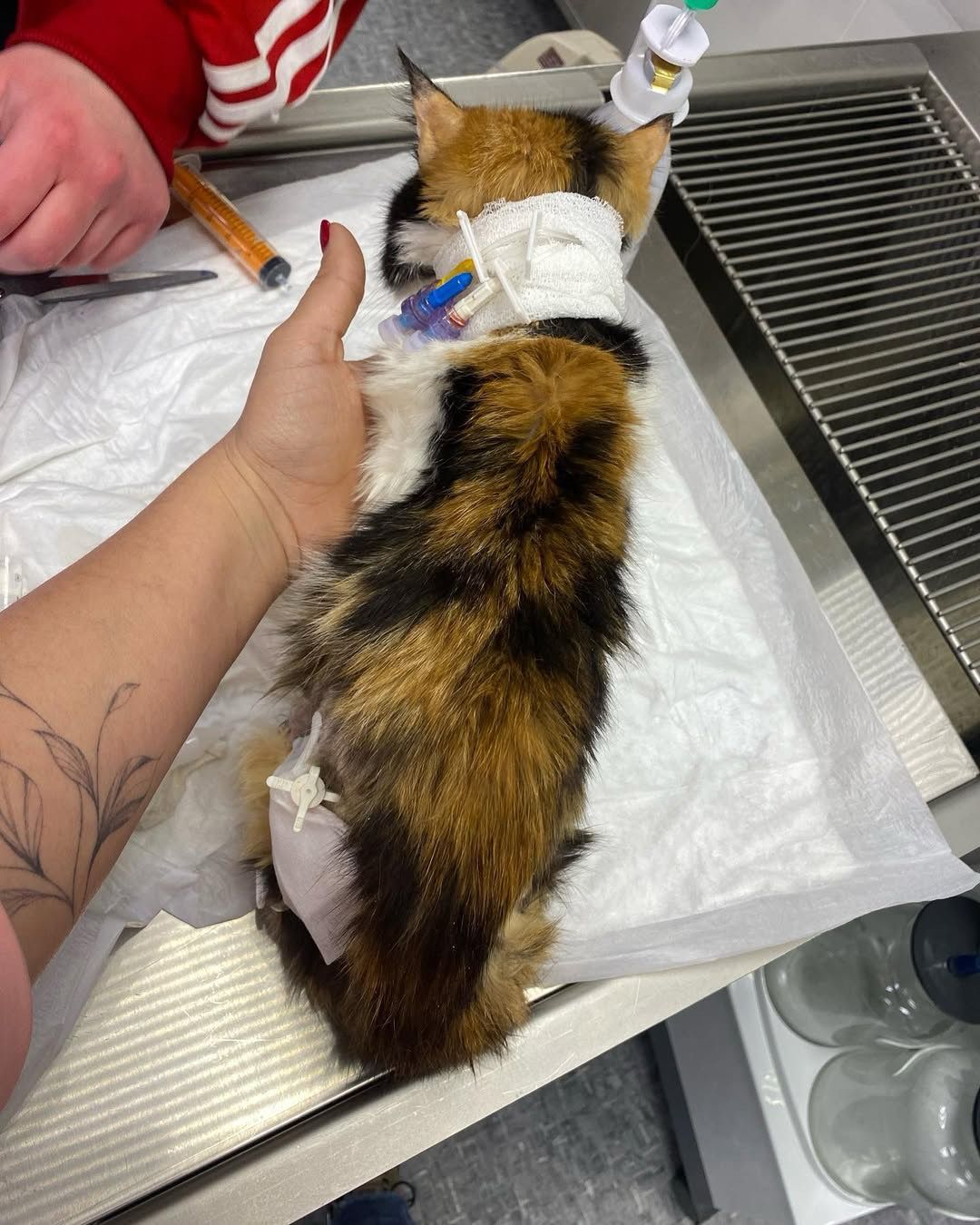 Donation link 🔗 https://www.paypal.me/AnnaNanyanzi