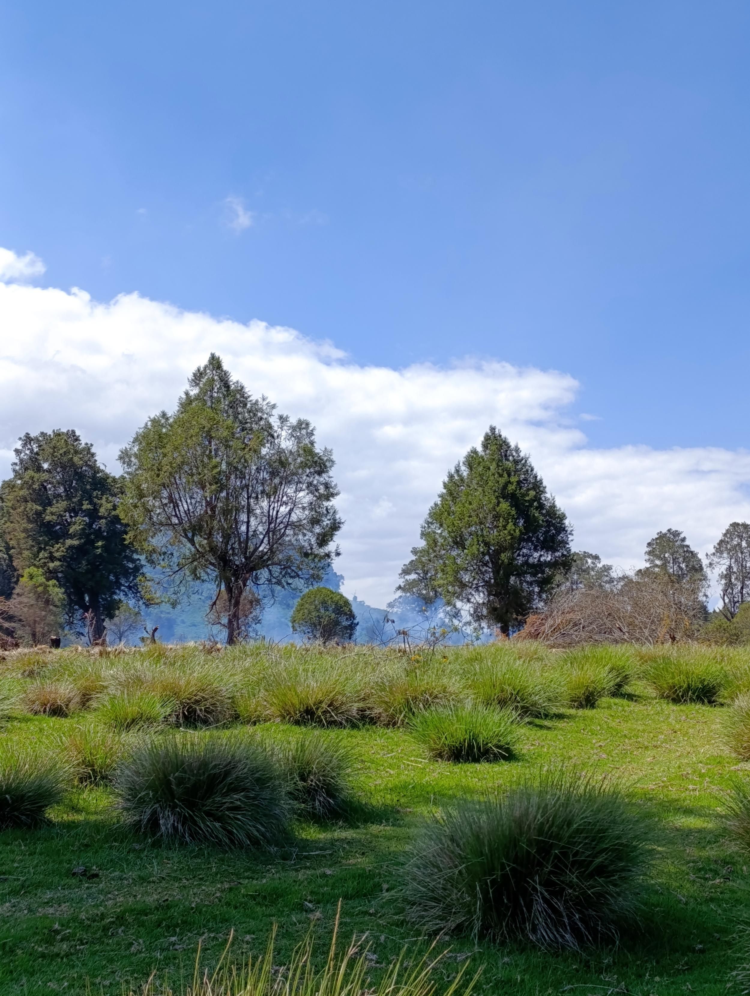 Farms designated area in the forest being prepared. 