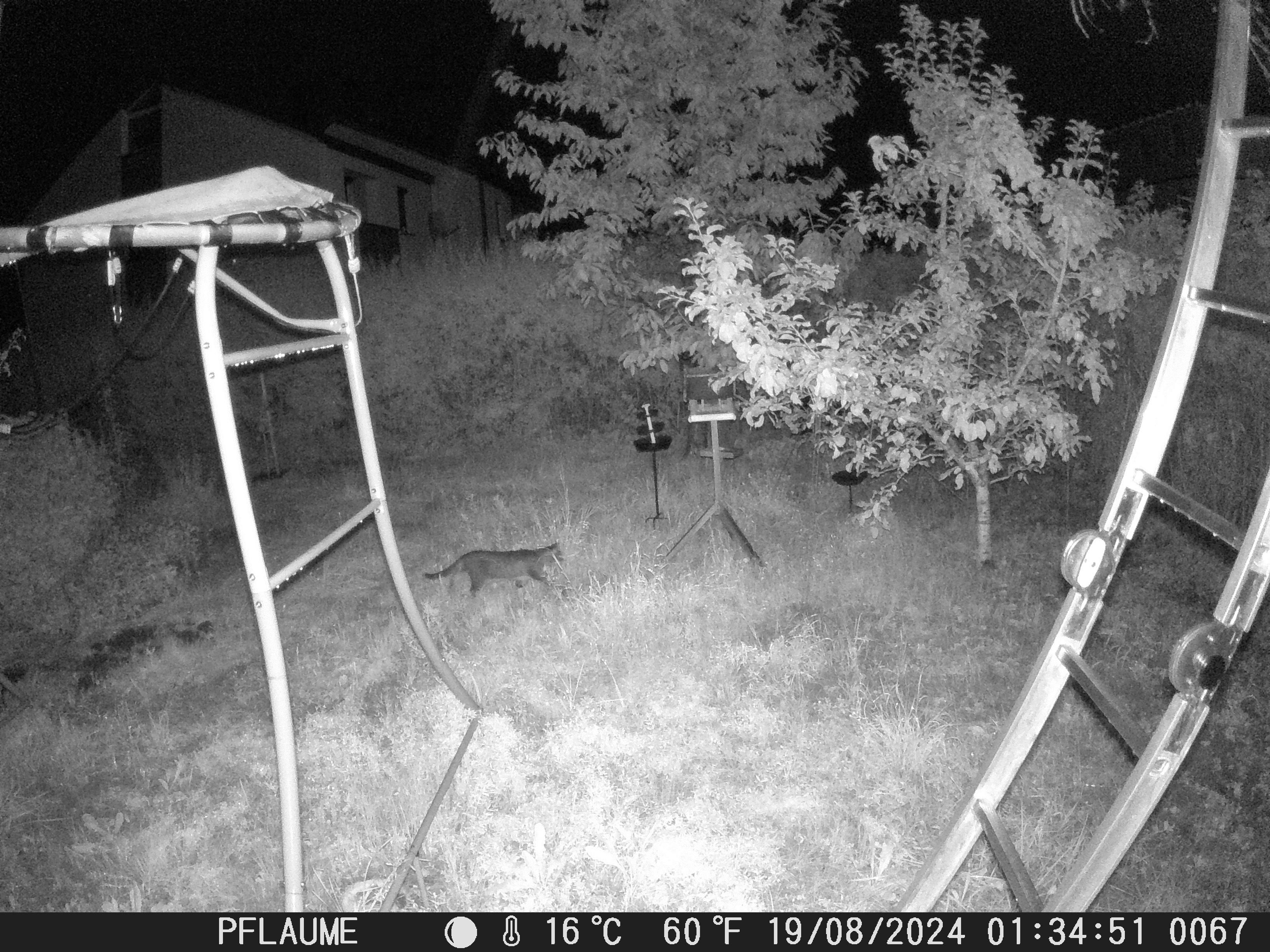 Foto einer Katze die in der Nacht durch den Garten schleicht.