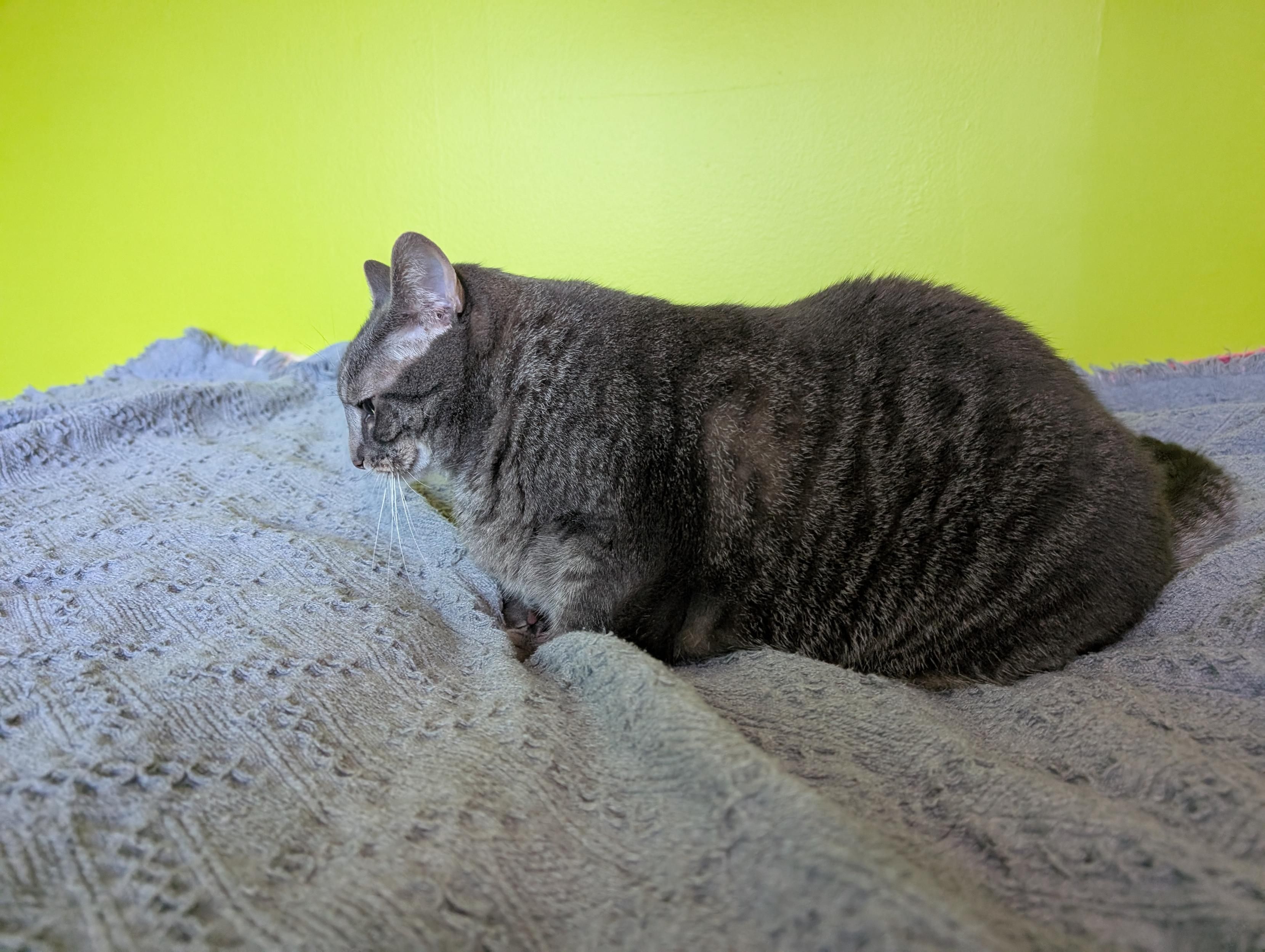 A photo of a grey tabby cat with narrow broken stripes, viewed from the side as she crouches on a grey blanket.