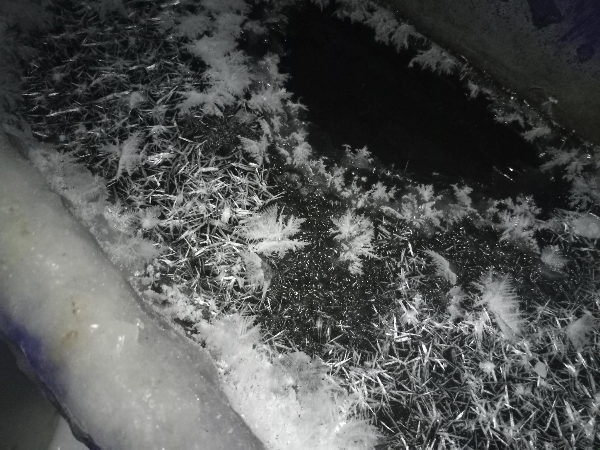 A close-up view of a skin of ice on top of a water trough.  On the skin of ice are a bunch of gorgeous fluffy white ice crystals.  They look like tiny white Christmas trees.