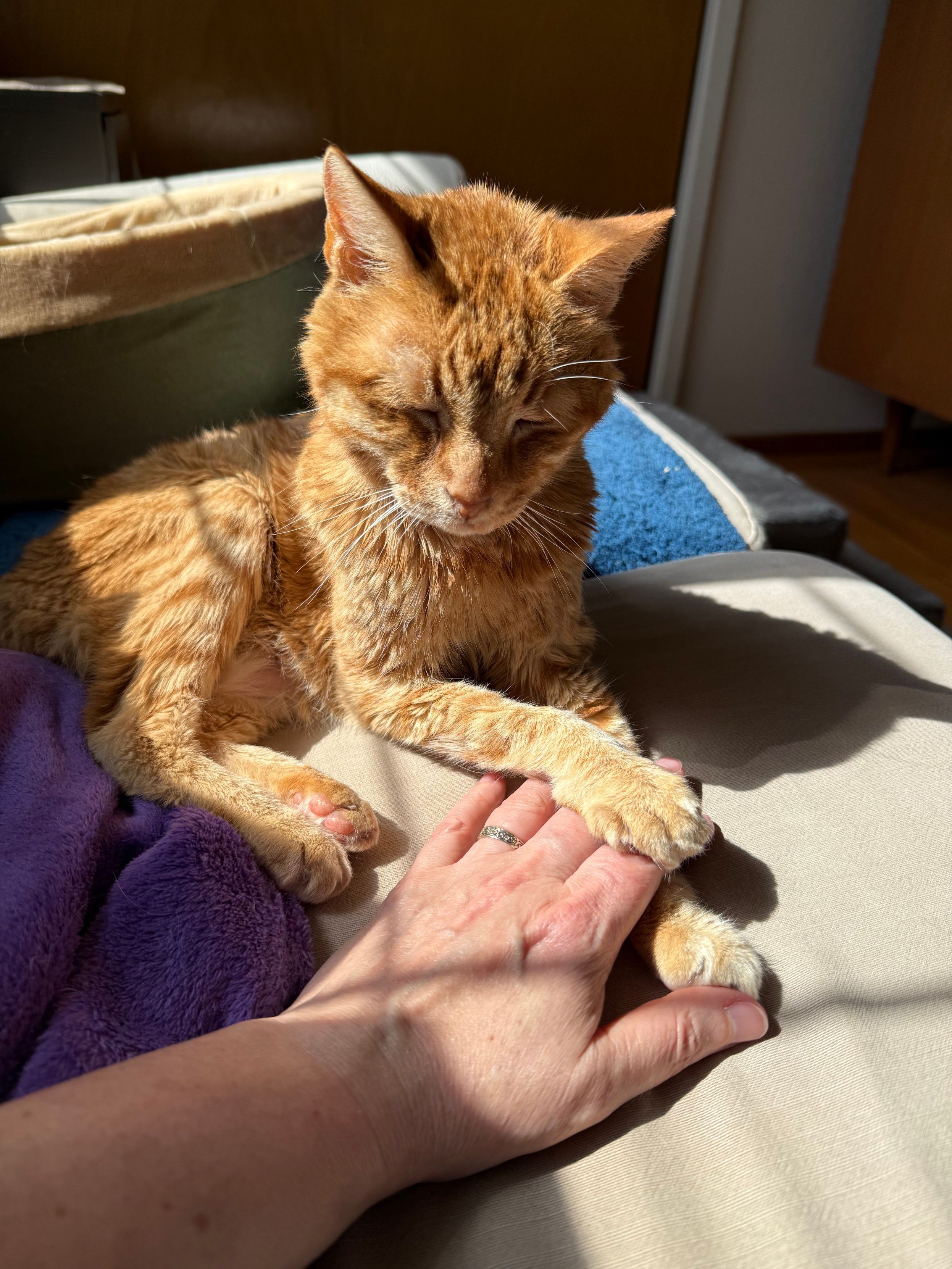 An ancient wise orange tabby cat lays a paw on an outstretched hand in blessing 