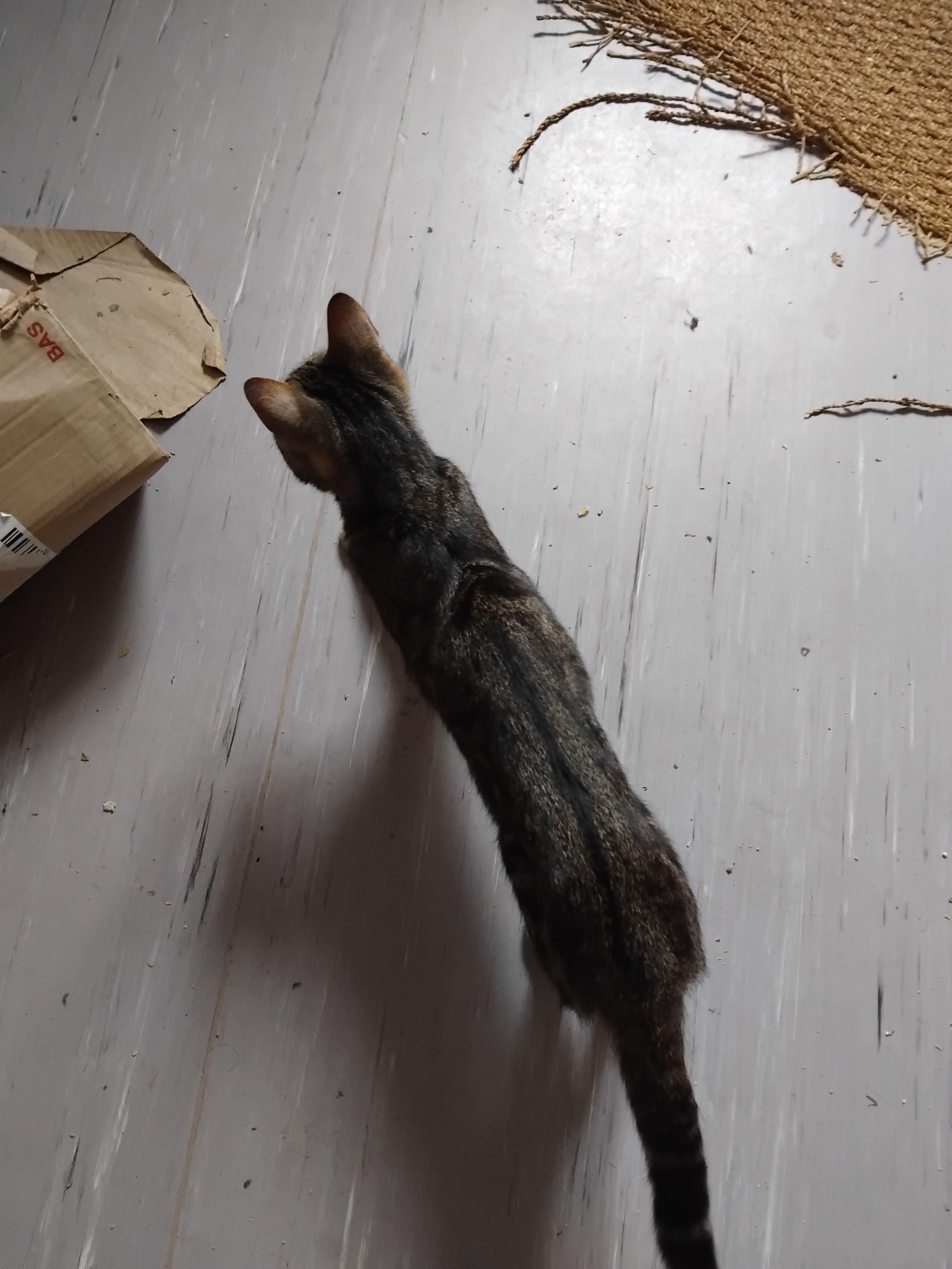 Willow vu de haut. Normalement, le point le plus large d'un chat c'est son abdomen (légèrement, mais son abdomen quand même). Ici ce sont ses hanches  et ses côtes ; les flancs sont creusés et sont à peine plus larges que sa tête.