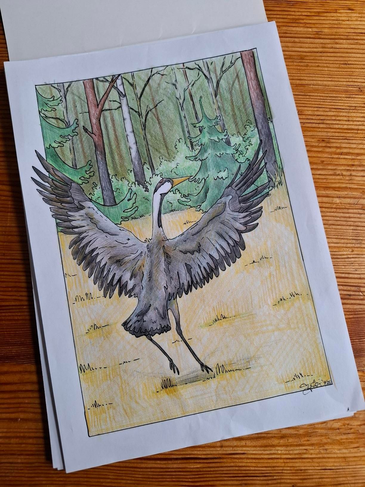 Piirros siipiään levittelevästä kurjesta sänkipellolla, taustalla metsämaisema. Piirroksen linet tehty tussilla ja väritetty puuväreillä.