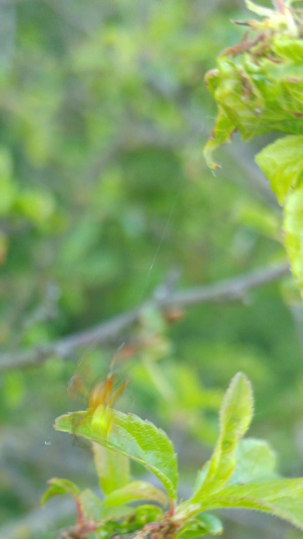...fühlt sie sich von mir belästigt und stürzt sich am Sicherheitsfaden in die Tiefe.
Man sieht zwar die Farbe des Hinterleibs, aber die Spinne ist sehr bewegungsunscharf.