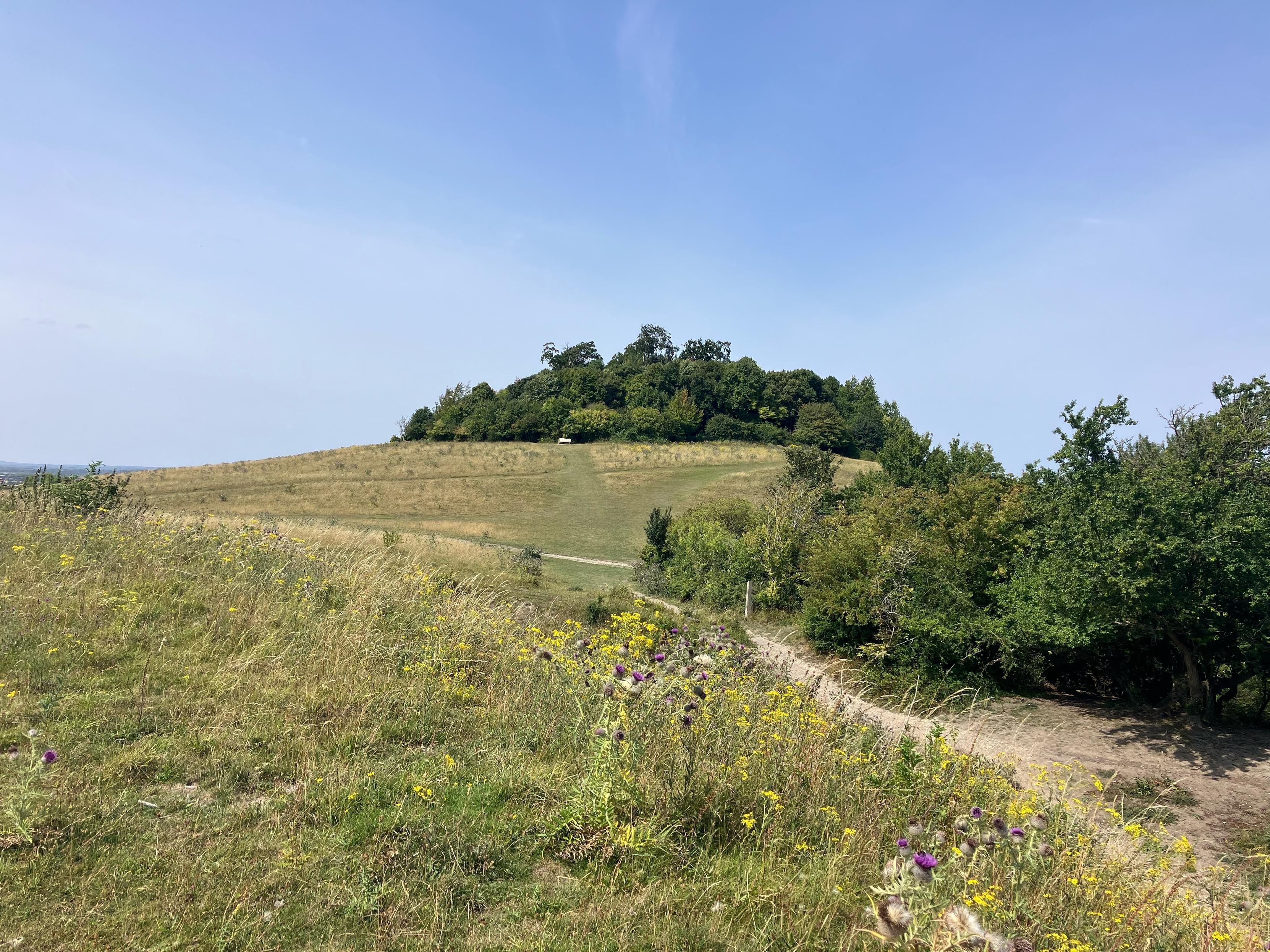 Photo of a rounded hill with a clump of trees on the top under a cloudless blue sky. In a foreground a chalky path wends around the slope of another hill. The grass studded with wildflowers in pink, white and yellow.