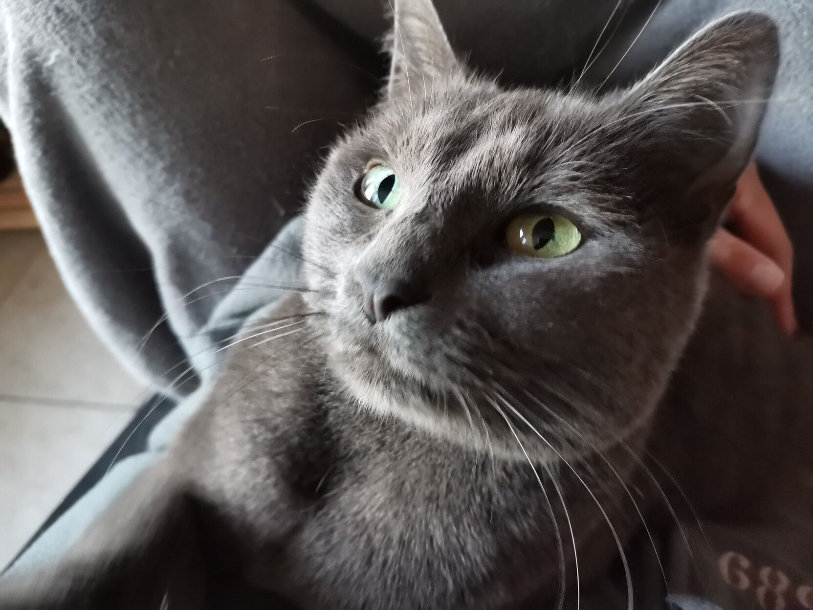 Chat gris posée sur moi, yeux verts grands ouverts, ma main sur son dos