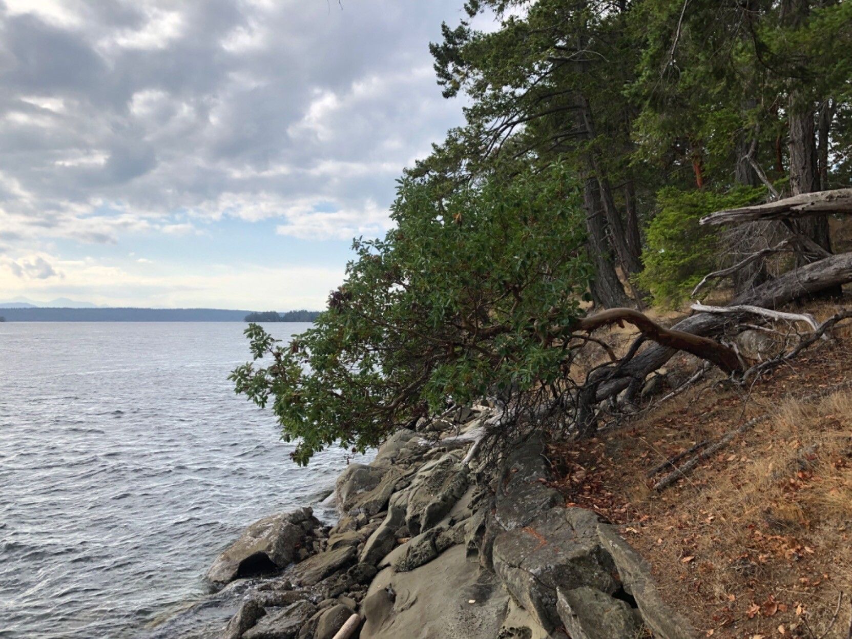 A picture of an arbutus tree overhanging a rocky shoreline, mountains and clouds in the distance, from Wallace Island.