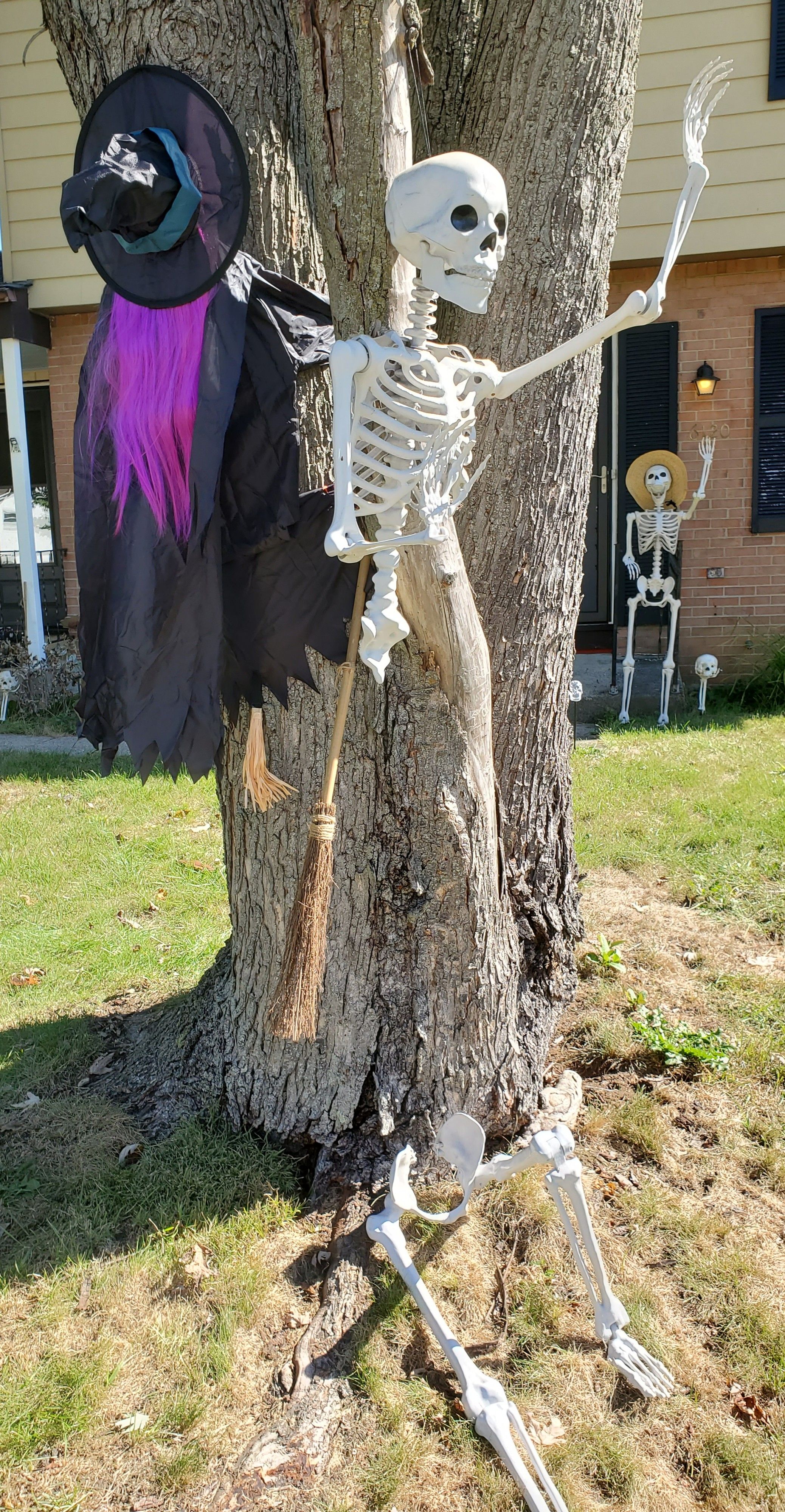 A plastic witch who has run headlong into a tree, and the upper half of a skeleton hanging from a branch. The skeleton's lower half is relaxing under the tree.