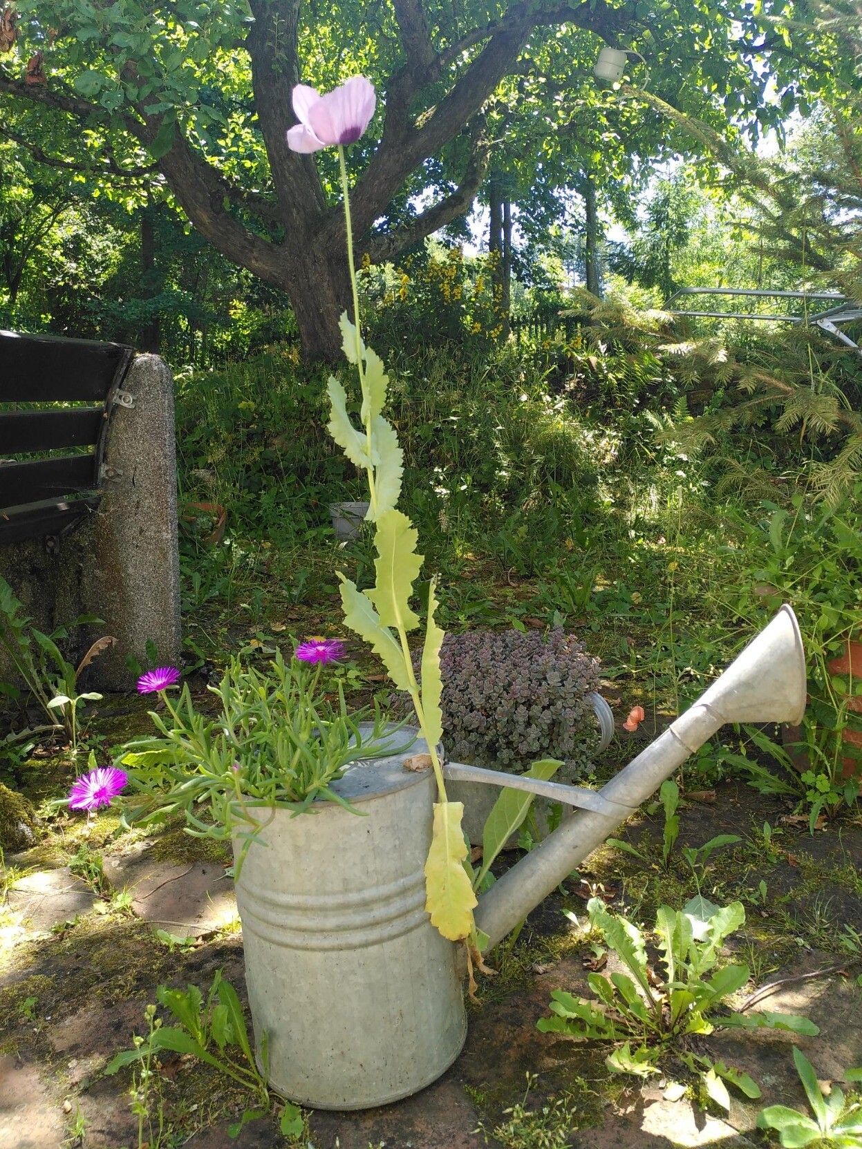 A metal watering can with a purple poppy flower in it