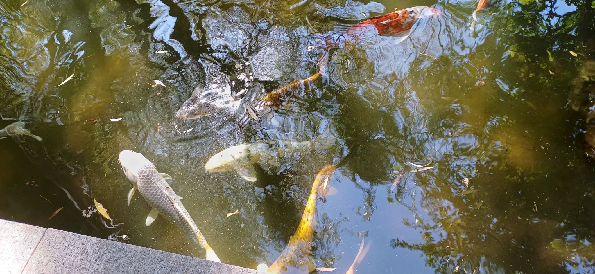 Still the same fishes. In the water.