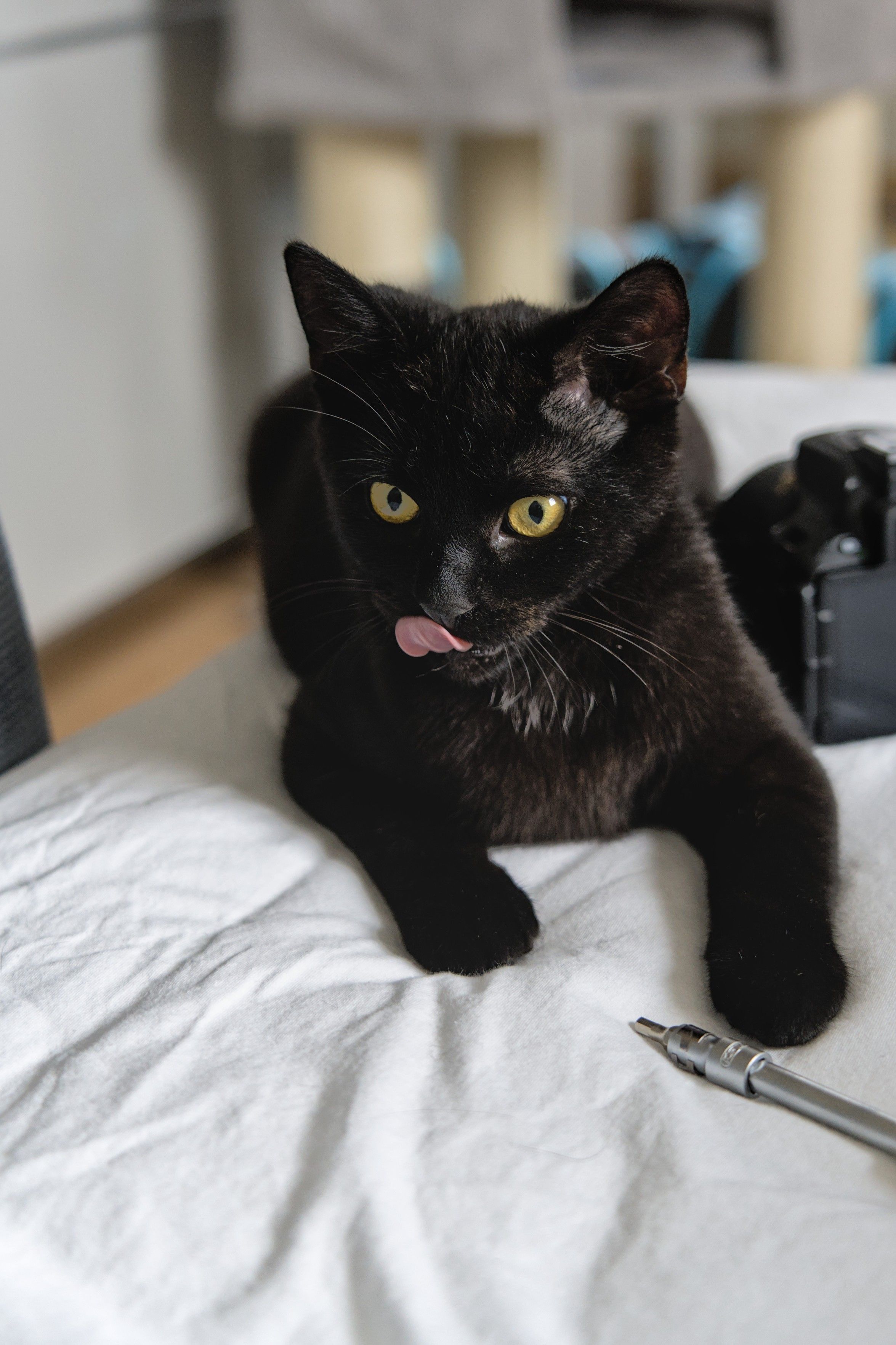 A photo of Neo, a young black cat, lying on a bed, full mlem (licking his chops). His striking yellow eyes are looking somewhat to the bottom left corner of the frame.
In front of him there is a screwdriver with a hex bit, next to him a medium size DLSR (though out of focus).
In the background, a scratching post is visible, though very blurry.