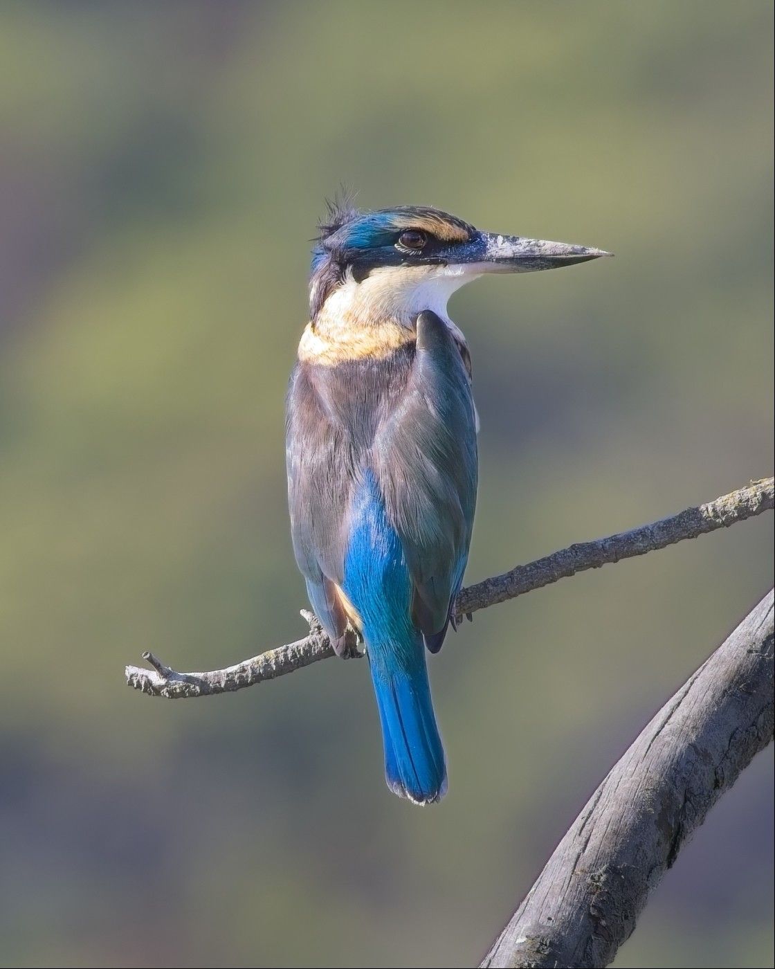 A smallish bird with sharp, wide beak, blue head and tail, white neck and dark grey wings. It is facing away, its head turned to the side so we can see its face. It is perching on a thin dead stick that sticks out from a larger dead branch, with a blurry background