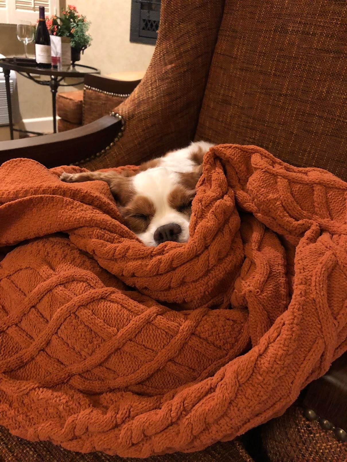a photo of cookie ensconced in a soft huge blanket in monterey