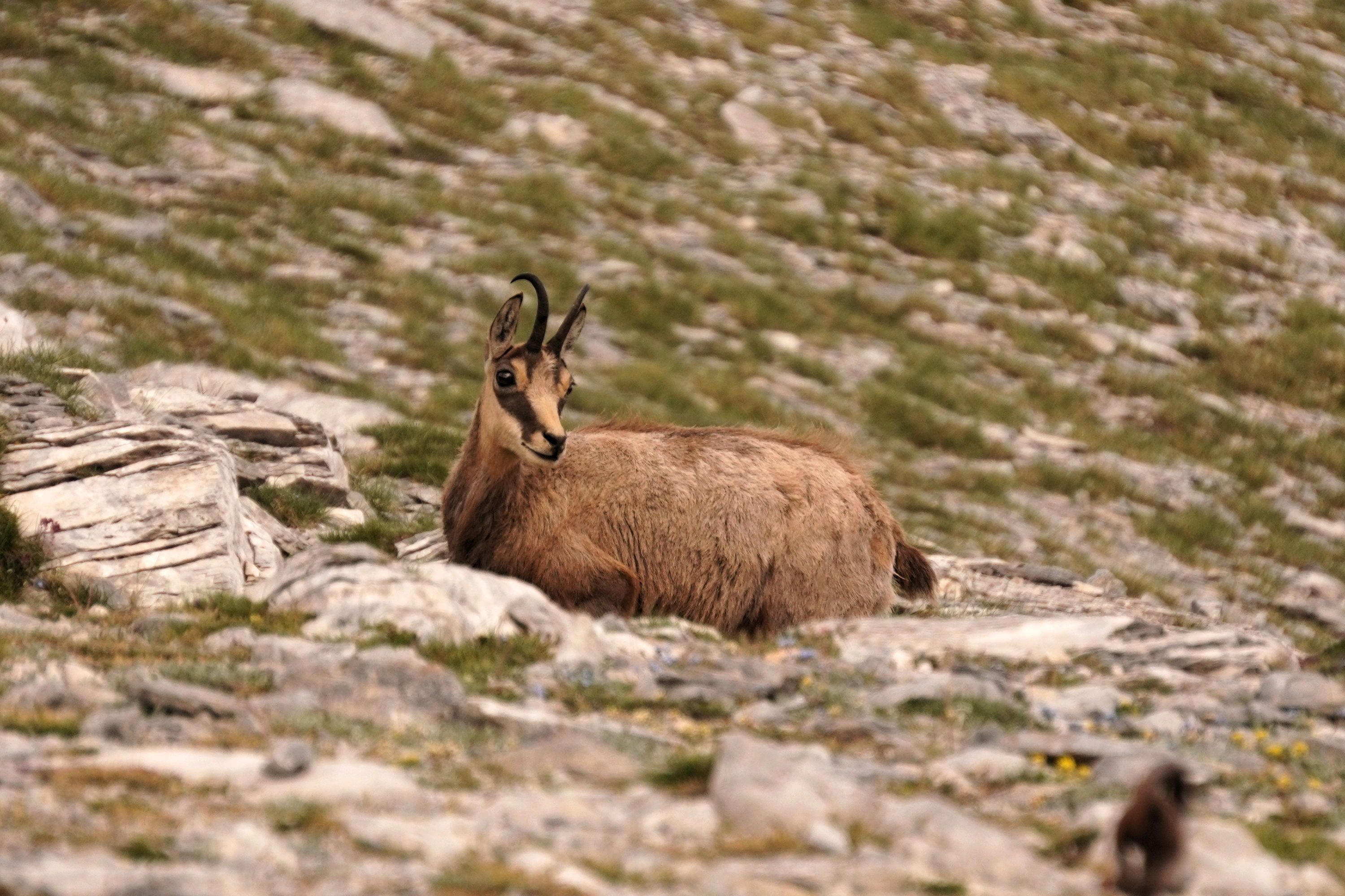 A chamois on the Olympus plateau with horns and a stripe down its face looking towards me.