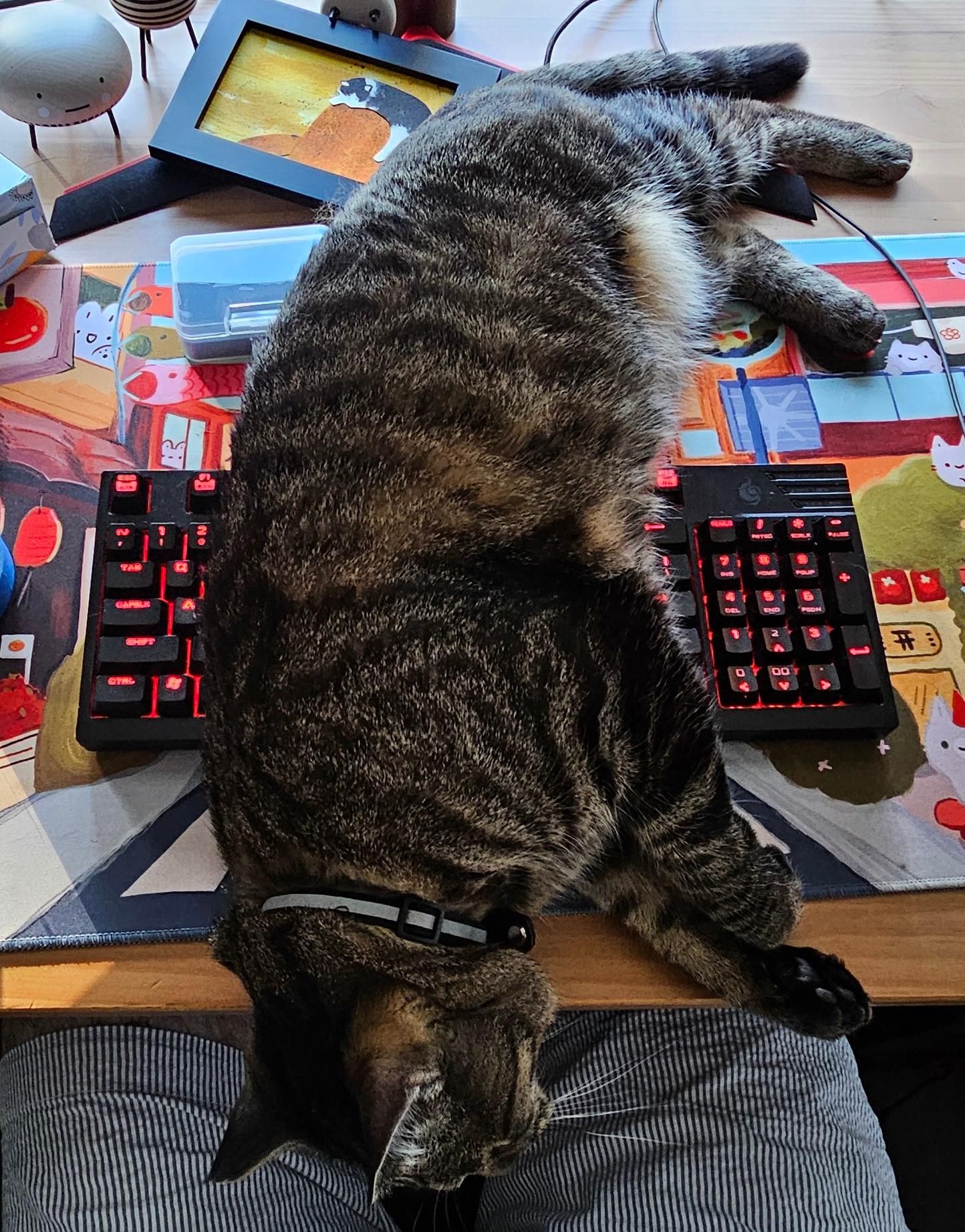Momo laying over my keyboard on my desk. He's completely flopped over it, making it unusable for me. The keyboard has red backlights, I have a cute deskmat with bunnies underneath, and there's a small painting of a sleeping black/white cat visible in the background on my desk.