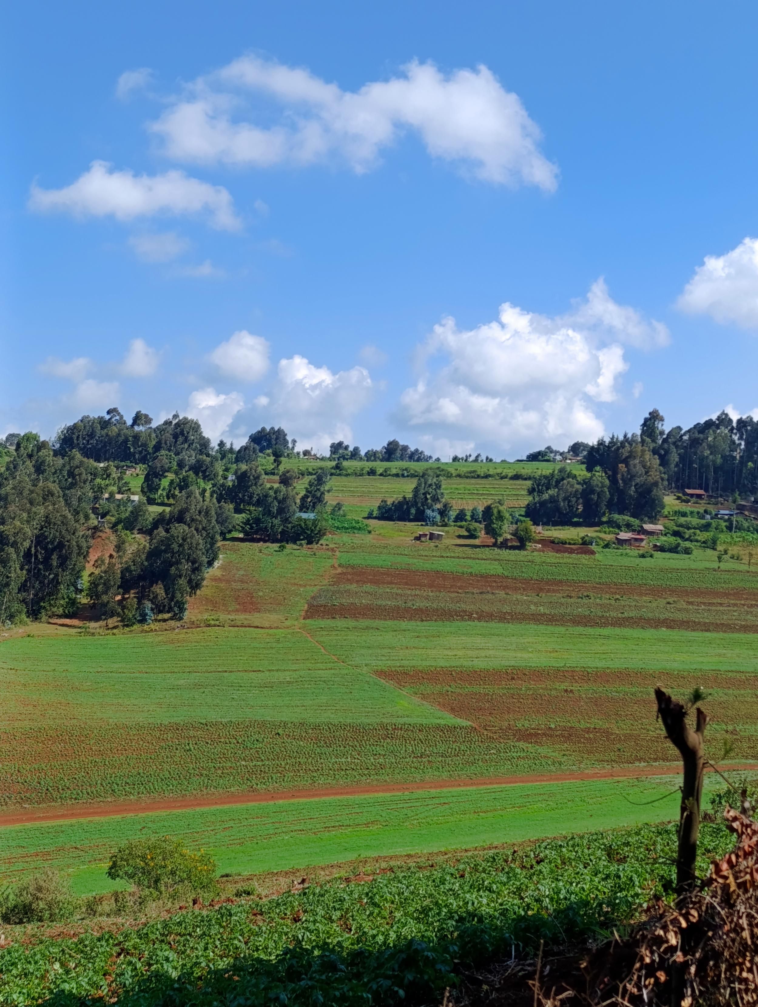 Farmlands with potatoes and wheat plantations in the background is exotic trees and people's homesteads. 