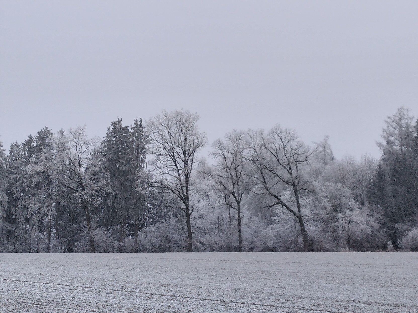 Trees, all covered by frost