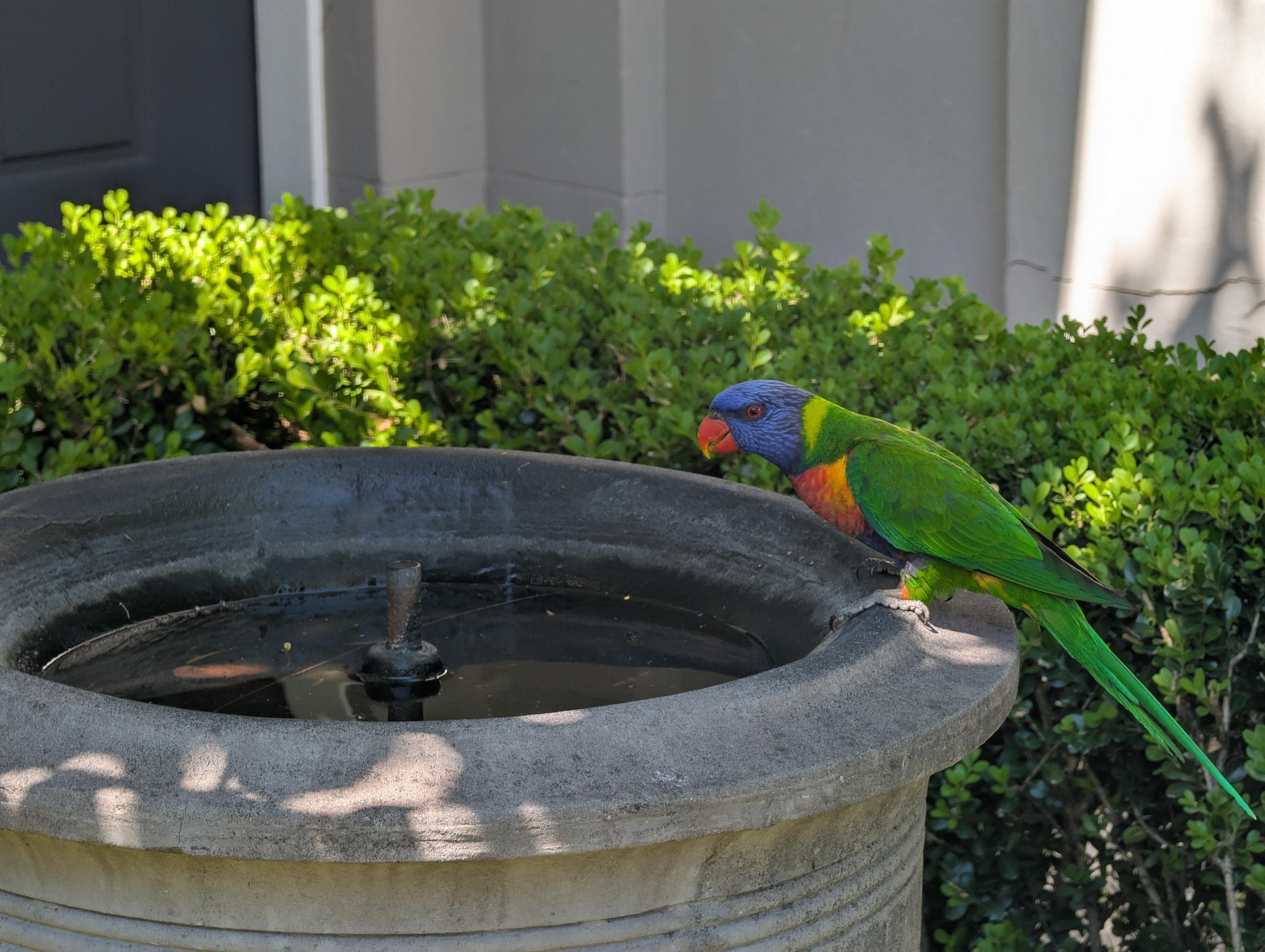 Rainbow lorikeet having a look at me sitting on the edge of a bird bath made of concrete