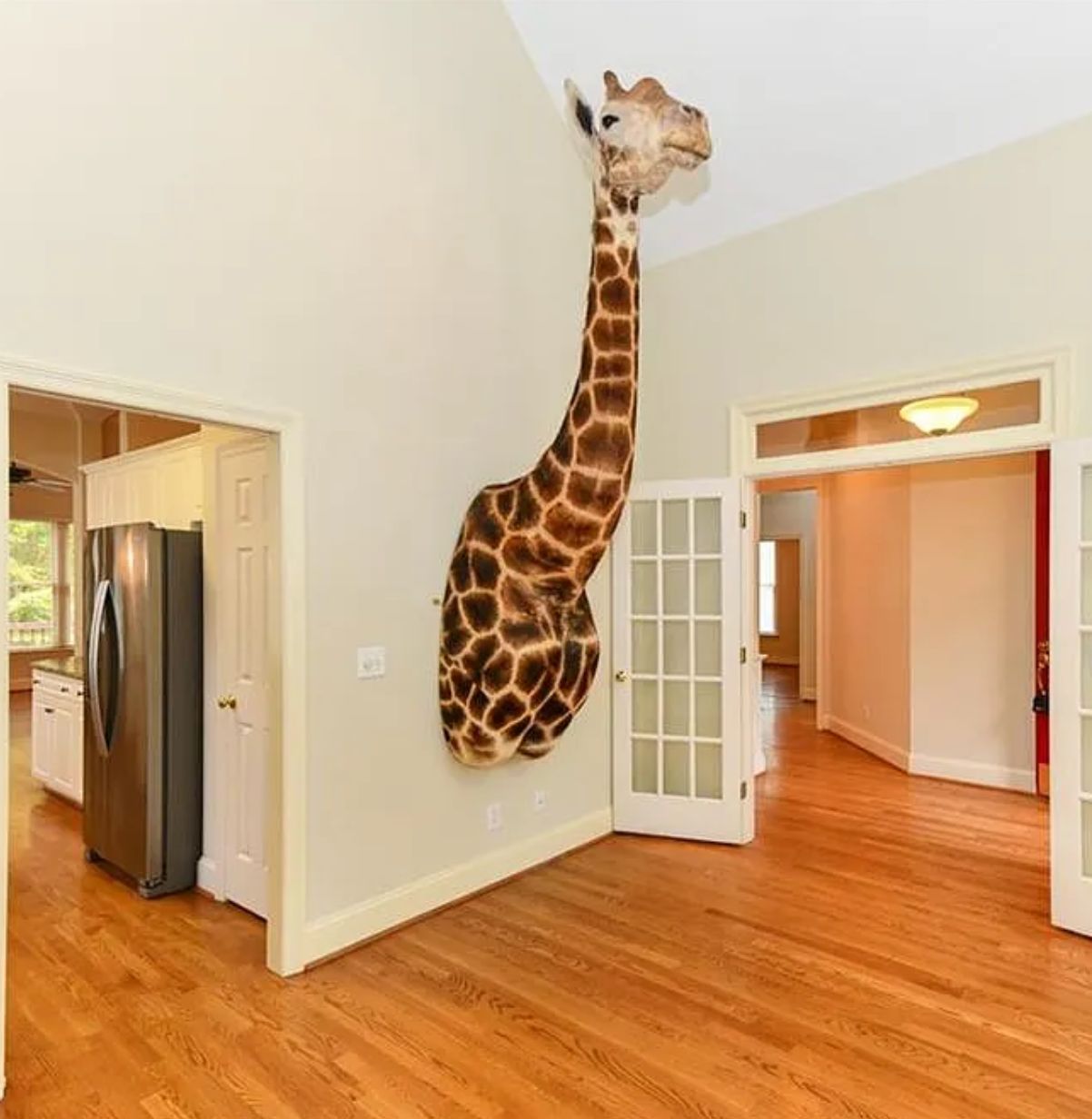 A room with timber floor and cream walls, and coming out of the wall is the giant front part of a giraffe, it is as tall as the ceiling and looks alarmingly realistic. 