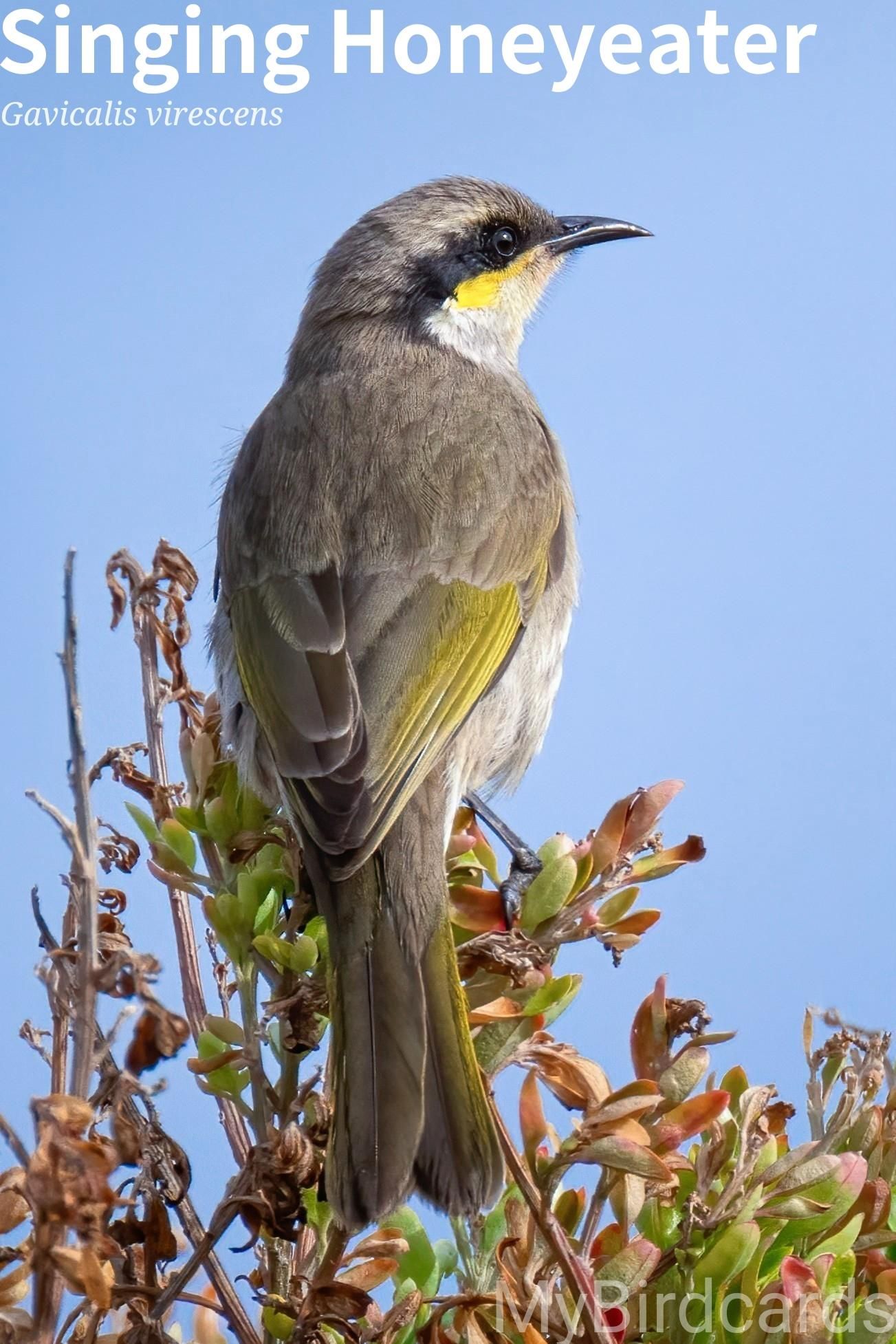 🌏 Singing Honeyeater (Gavicalis virescens) 

The Singing Honeyeater is a medium-sized bird with a grey-brown body and olive tints to its wings and tail. A distinctive black stripe runs through its eye, with a secondary yellow stripe below. Widespread across most of mainland Australia, they inhabit a variety of environments from arid shrublands to urban parks. They are omnivores, feeding on nectar, insects, and fruit. Known for their loud, melodious song, they are territorial and will aggressively defend their patch, especially during breeding. 2.5 Flash (Edited)

Conservation status: Least Concern (IUCN 3.1)

📷: Photo by pen_ash via Pixabay 
https://pixabay.com/photos/singing-honeyeater-bird-8909936/

DNRB