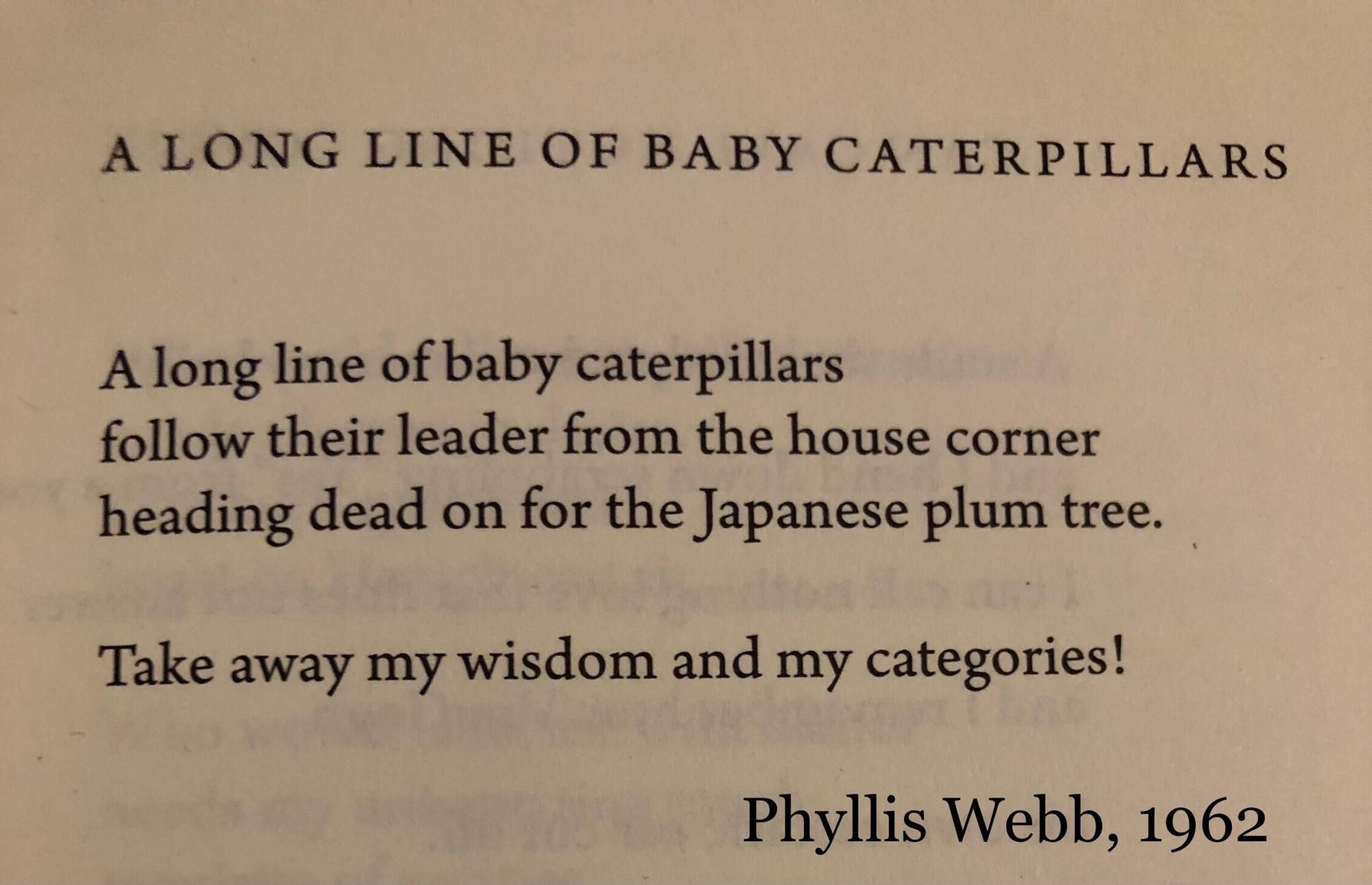 Poem: A LONG LINE OF BABY CATERPILLARS

A long line of baby caterpillars
follow their leader from the house corner
heading dead on for the Japanese plum tree.

Take away my wisdom and my categories!

     ~ Phyllis Webb, 1962