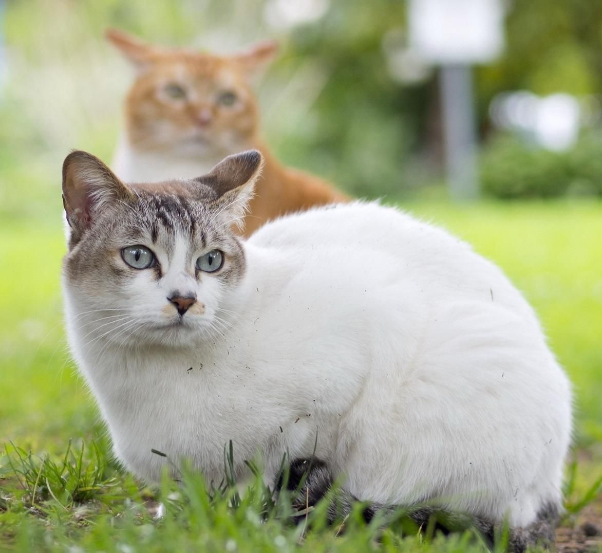 Foto di gatto bianco con testa parzialmente tigrata, accucciato nell’erba, visto di lato. Sullo sfondo c'è un altro gatto rossiccio