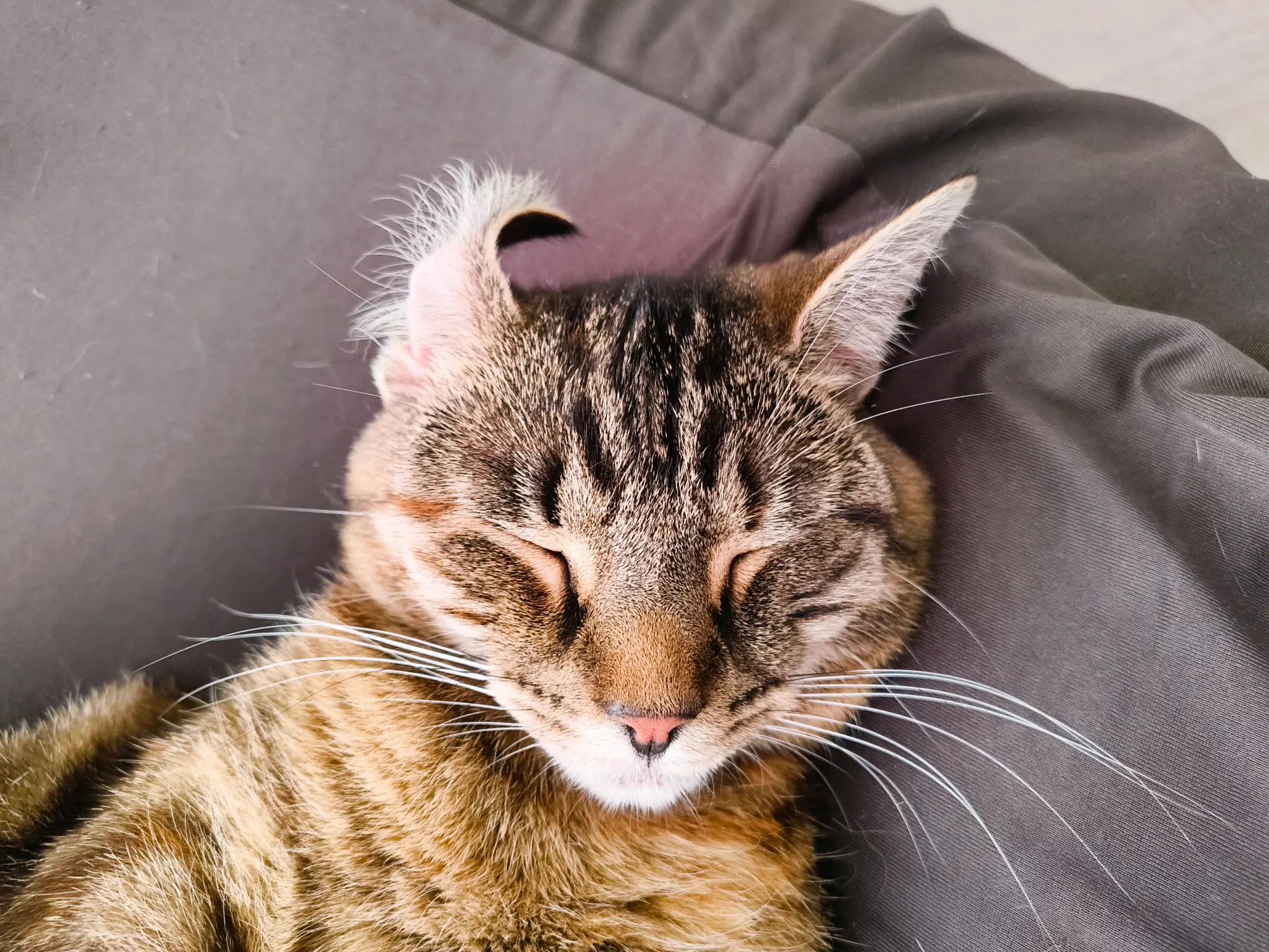 tofu's ear is curled up