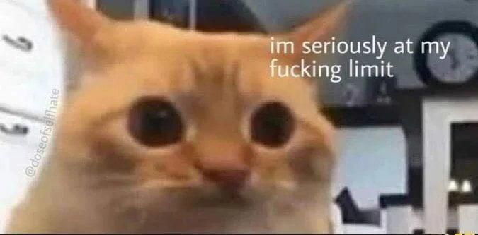 image of a frustrated cat with the caption "i'm seriously at my fucking limit"