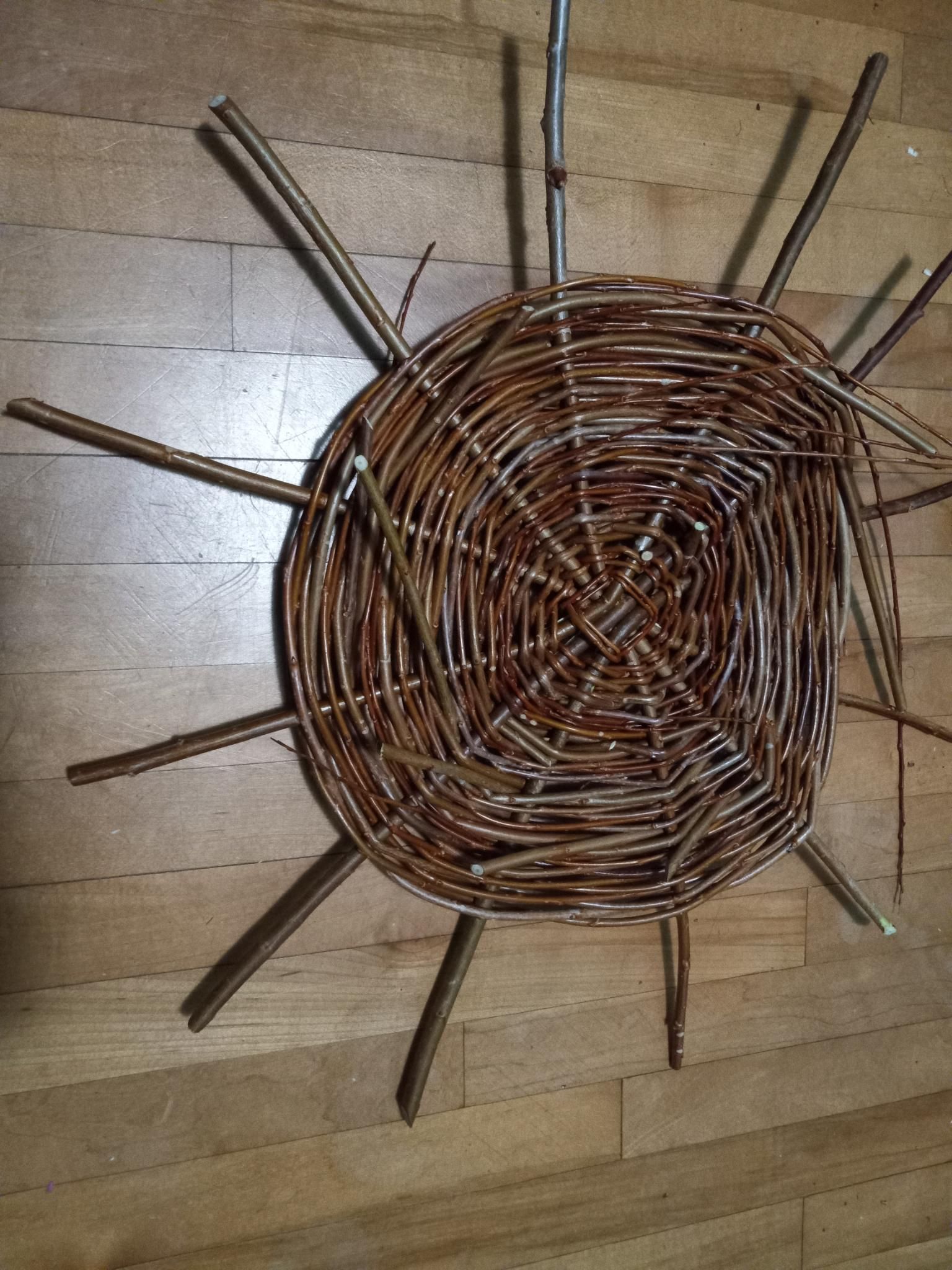 The beginning of the bottom of a round, woven willow basket.  There are 12 sticks poking out of concentric woven circles of willow.  The circle is sitting on a wooden floor.