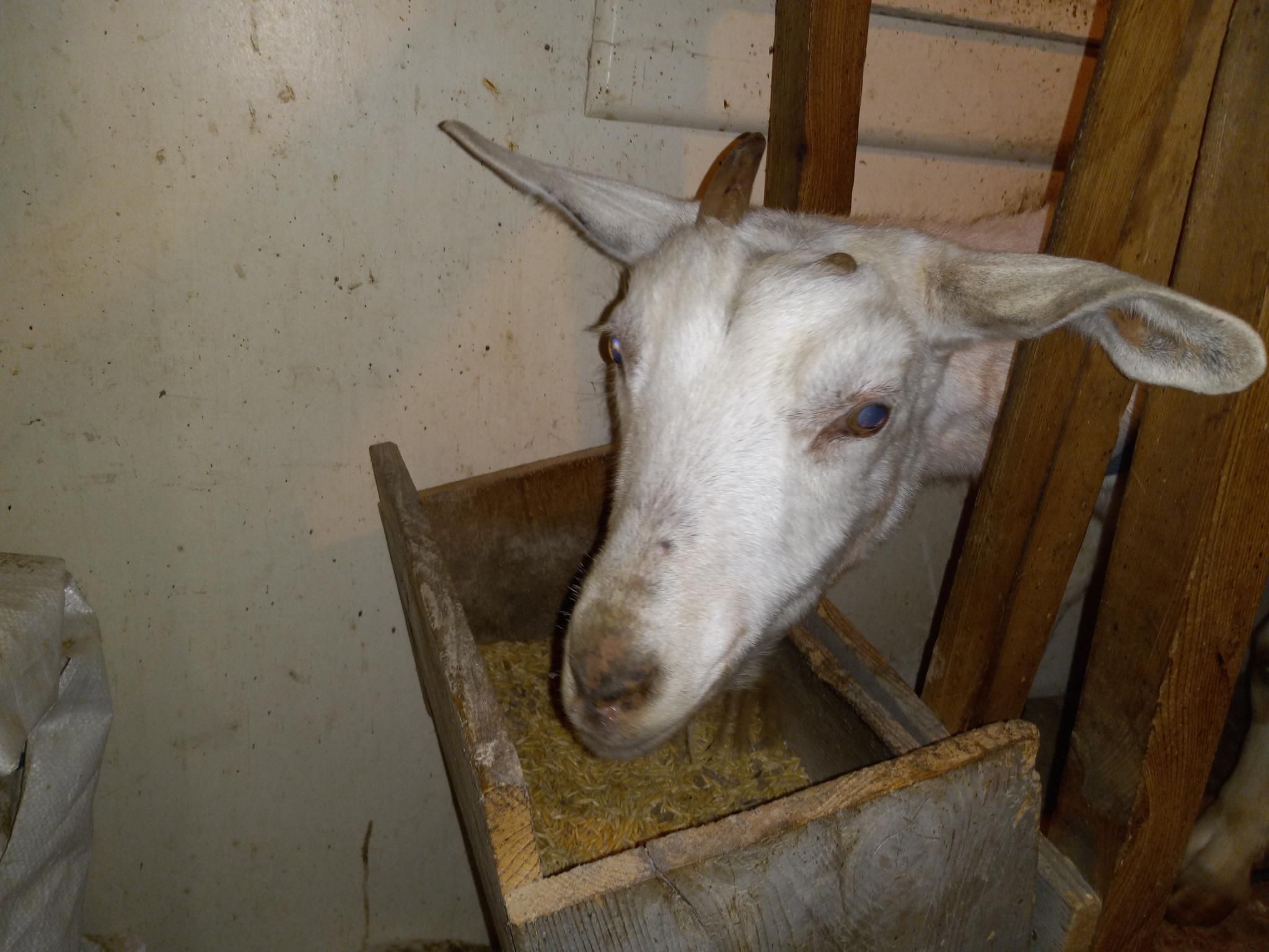 A white goat with very long horizontal ears in a wooding milking stanchion, taking a momentary break from happily eating grain to look at the camera
