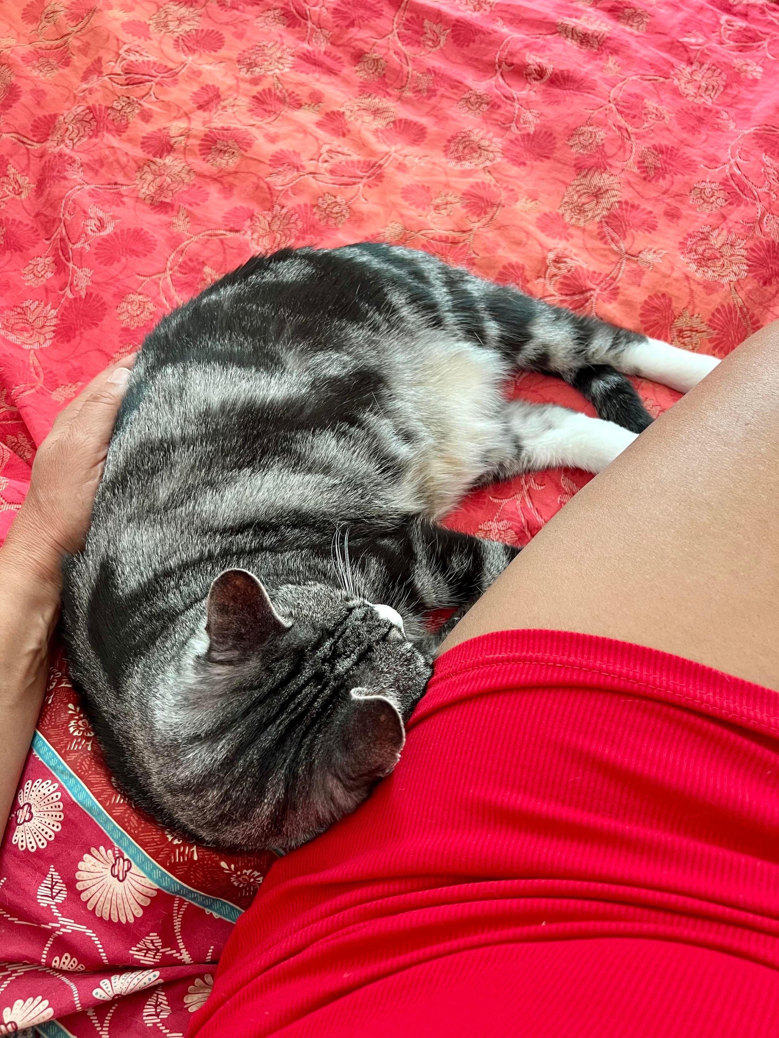 A grey tabby cat is curled up asleep on a person's lap. The person is wearing a red dress and has a hand gently resting on the cat's back. They are both lying on a red and orange patterned bedspread.