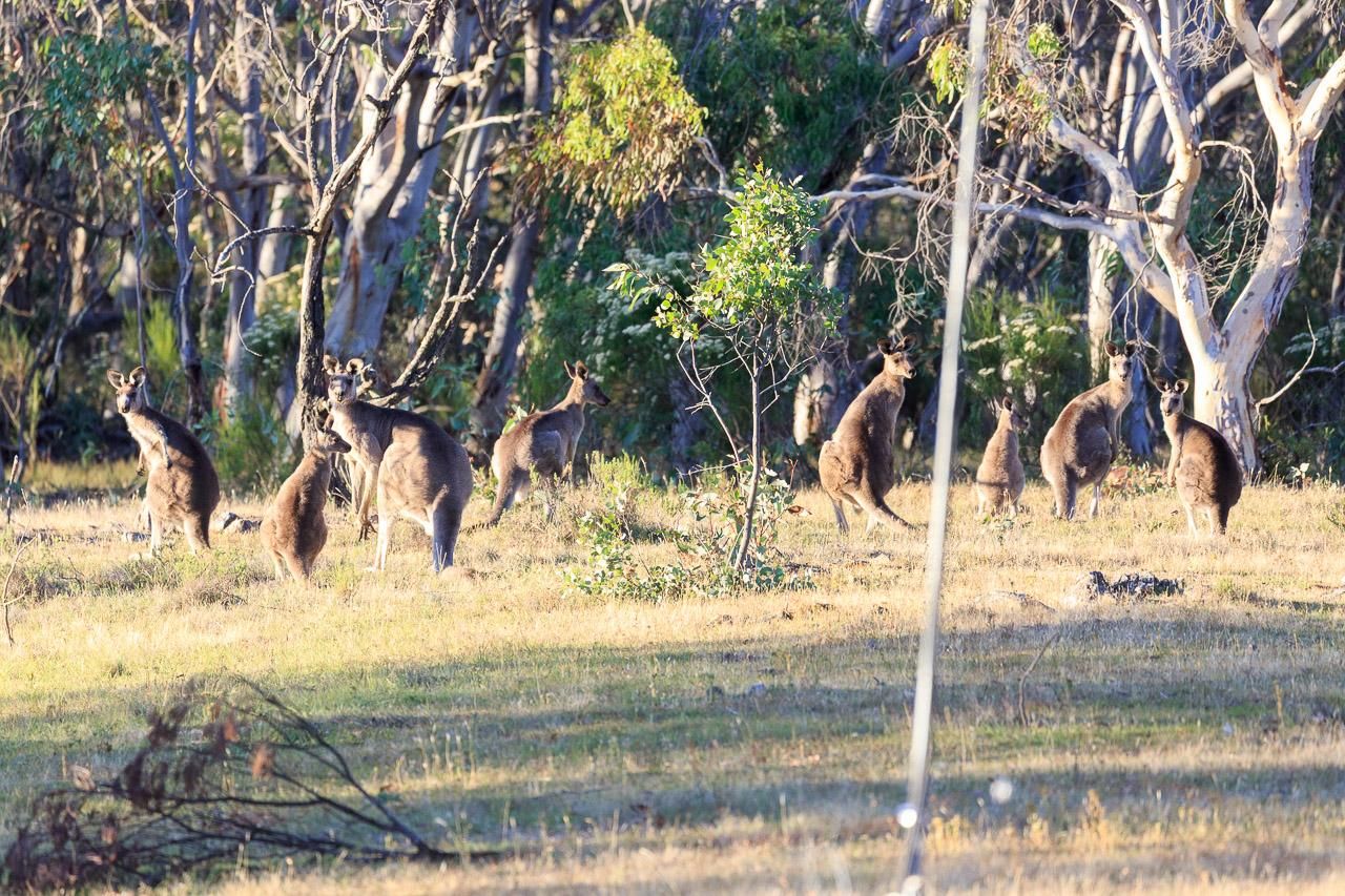 A mob of Eastern Grey Kangaroos (approx 8), standing amongst low eucalyptus trees.