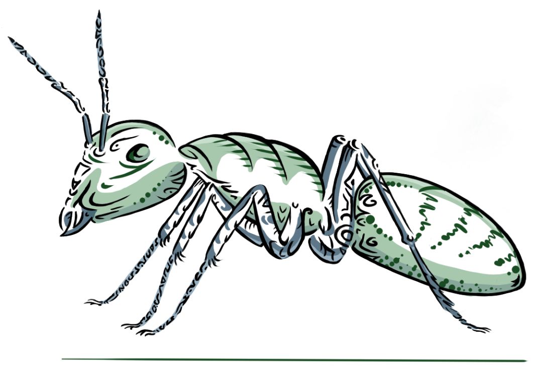 Drawing of an ant from left side, zoomed closely. Its contour lines are thick and black, with some curved lined and dot patterns nearby. Shading is made of two bright shades of pale grayish green.