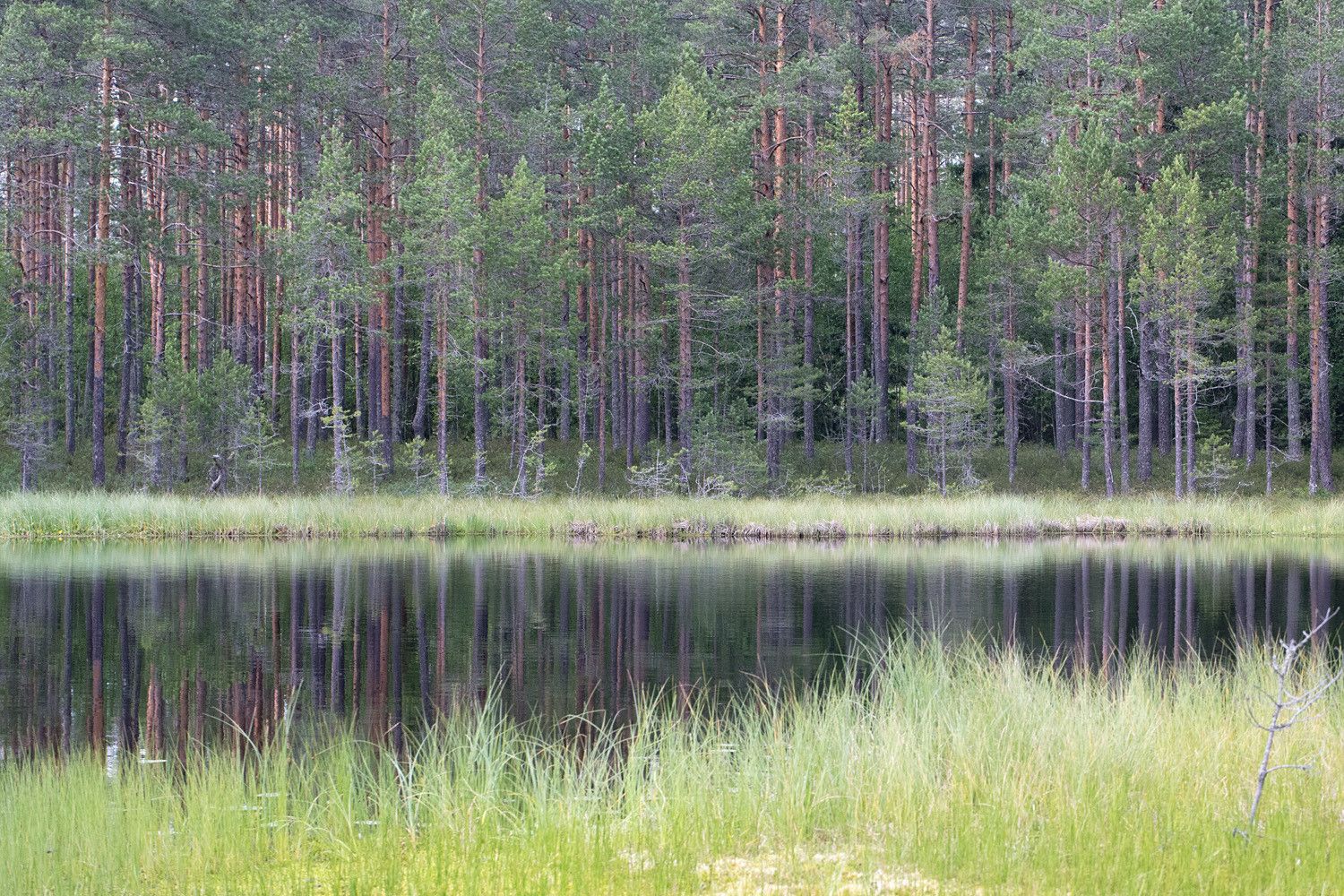 Harjulampi, jossa on kapea nevareunus. Vastarannan männikkö heijastuu tyynestä vedestä.