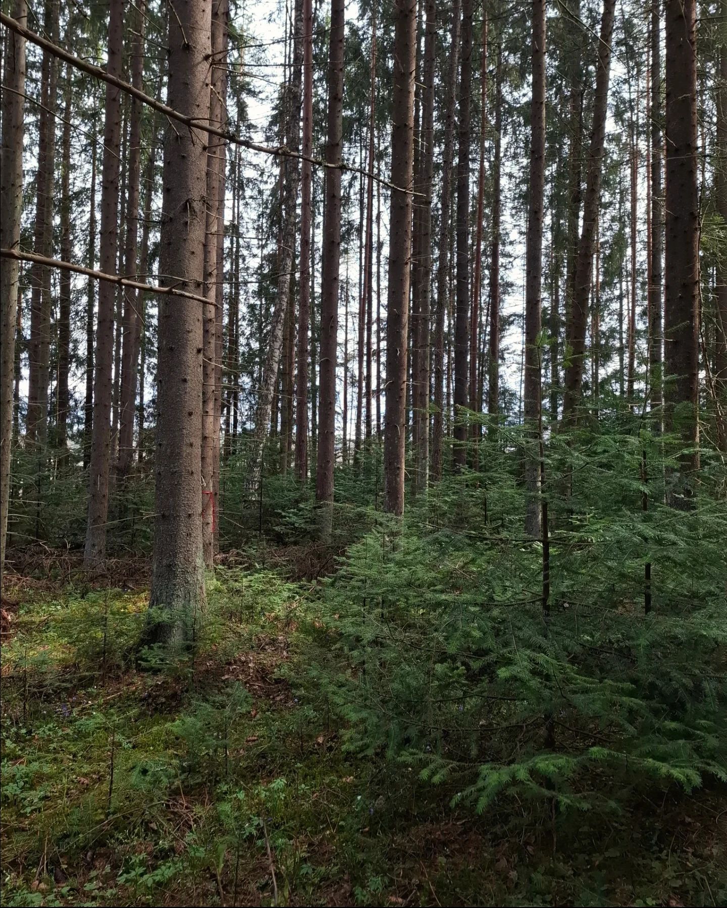 Reilun metrkn korkuisua kuusia metsässä isompien puiden katveessa.