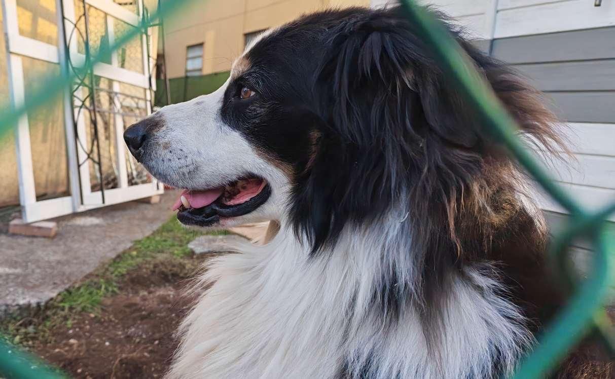 Cane di taglia grande con il pelo lungo, tipo pastore, che guarda verso sinistra e sorride al modo dei bravi cani