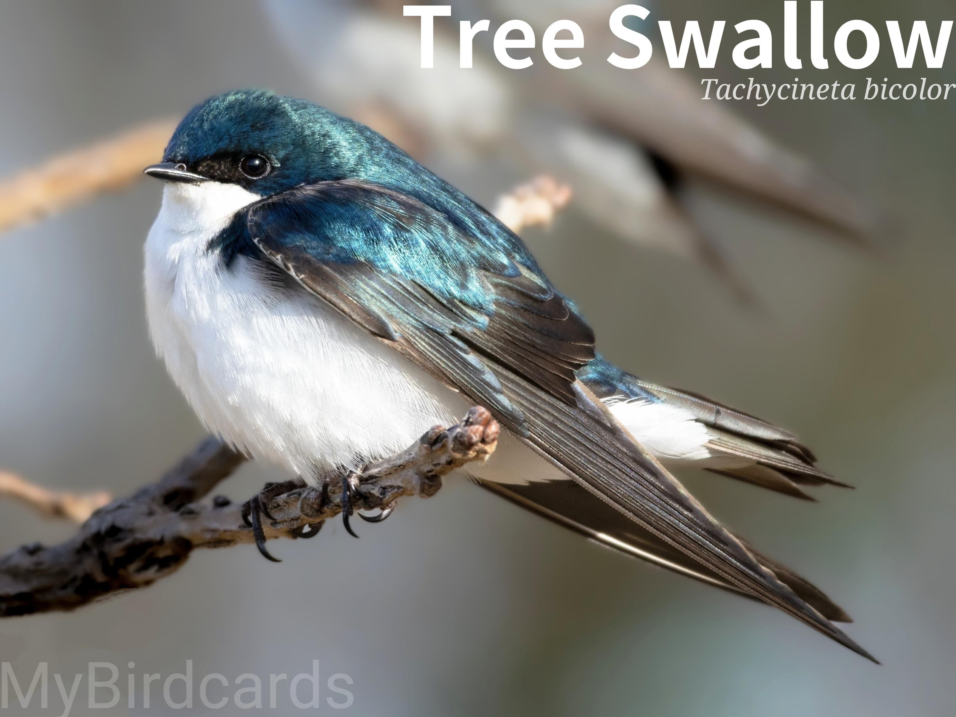 🌎 Tree Swallow (Tachycineta bicolor) 

Tree swallows are small migratory birds with iridescent blue-green upperparts and stark white underparts. They breed across northern North America, from Alaska to the southern U.S., and migrate south to winter along the coasts of the U.S., Mexico, and Central America. They are highly acrobatic aerial insectivores, gliding more than other swallow species. They are social birds, forming large flocks during migration and winter, but are territorial during the breeding season when they nest in tree cavities or nest boxes. 2.5 Flash (Edited)

Conservation status: Least Concern (IUCN 3.1)

📷: Photo by terski via Pixabay 
https://pixabay.com/photos/tree-swallows-swallows-birds-8062157/

VEUK