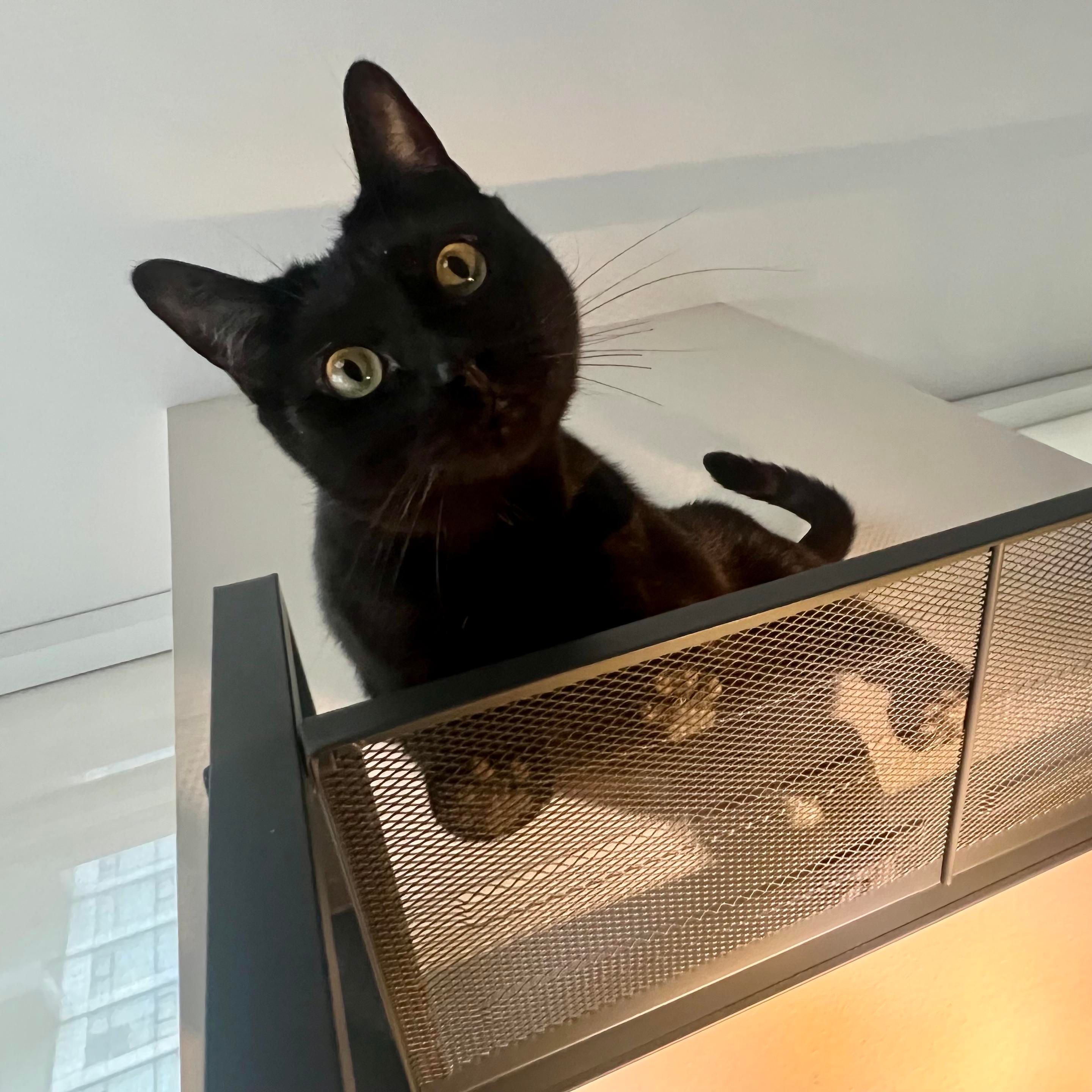 Sleek black cat standing on the top of a mesh metal shelf, looking down towards the camera 
You can see his toes through the shelf. I have lighting set up under the shelves to illuminate said toes. With the angle his head looks big and his eyes are wide, and this all looks very silly 
