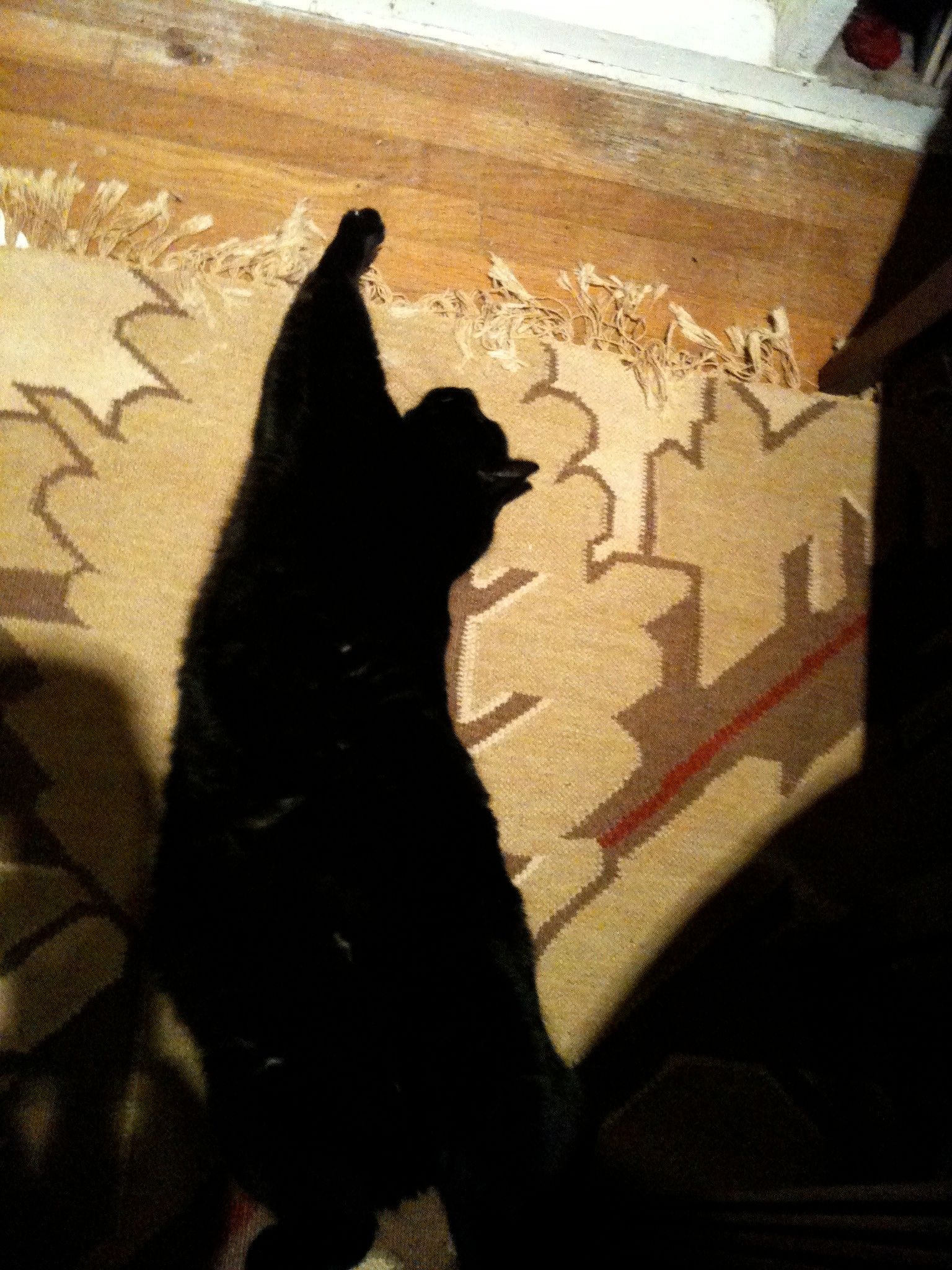 Black cat, almost looking like a shadow on the floor, stretches out on its side. 