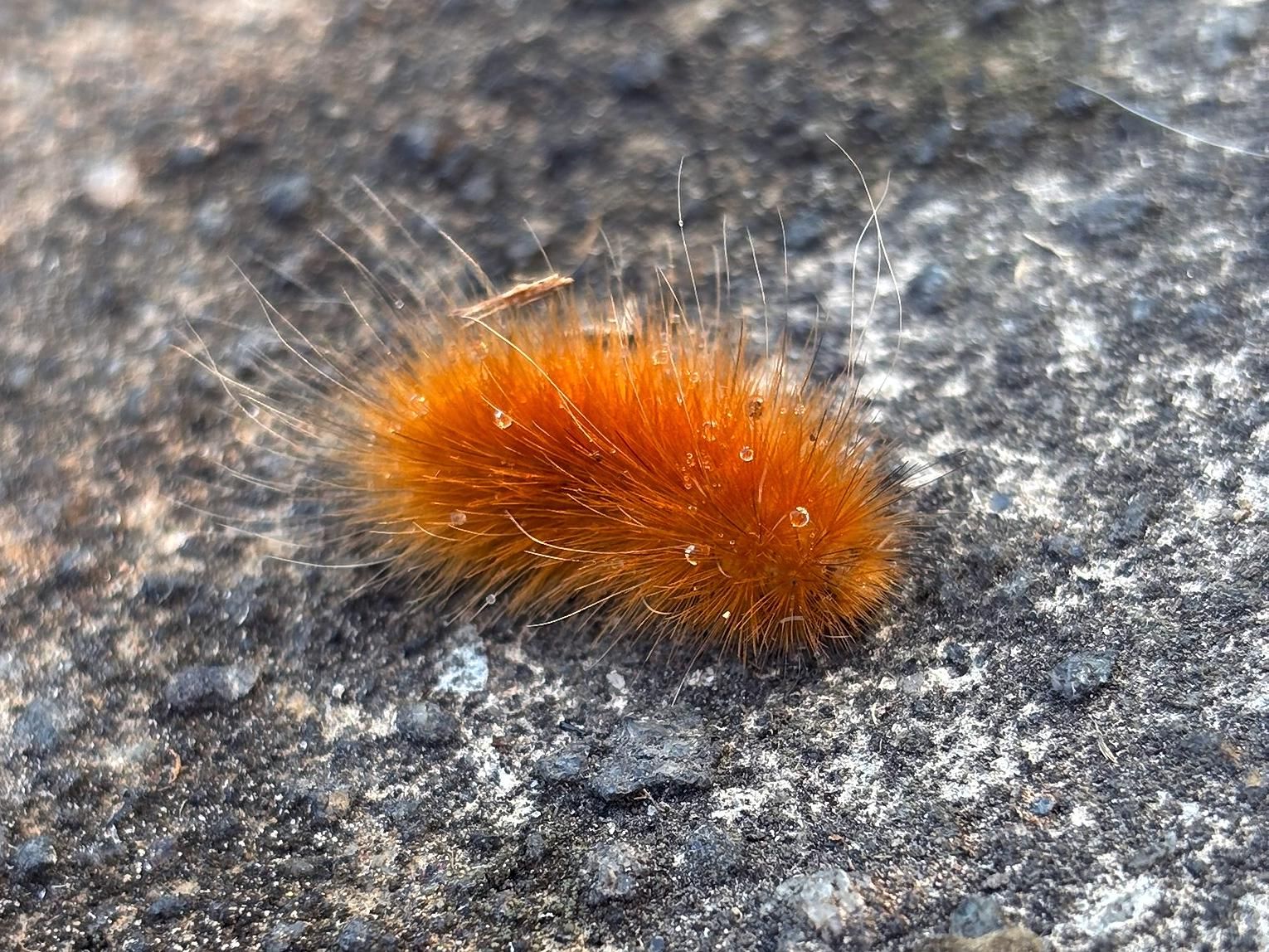 A sweet little fuzzy golden orange woolly bear caterpillar, speckled with a few wee drops of water, moving across a concrete surface.